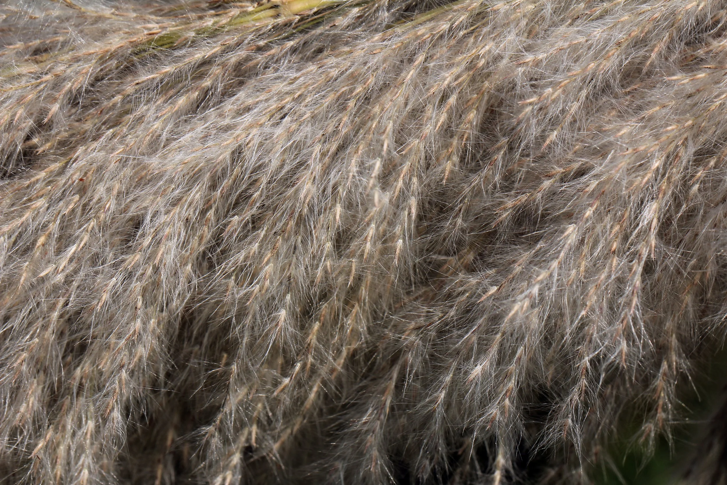 2015 Huai Mai Dee Huai Kha Khaeng Wildlife Refute (10).JPG