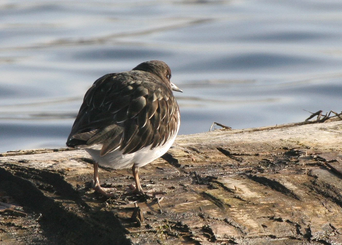 BIRD - TURNSTONE - BLACK TURNSTONE - PA HARBOR (9).jpg