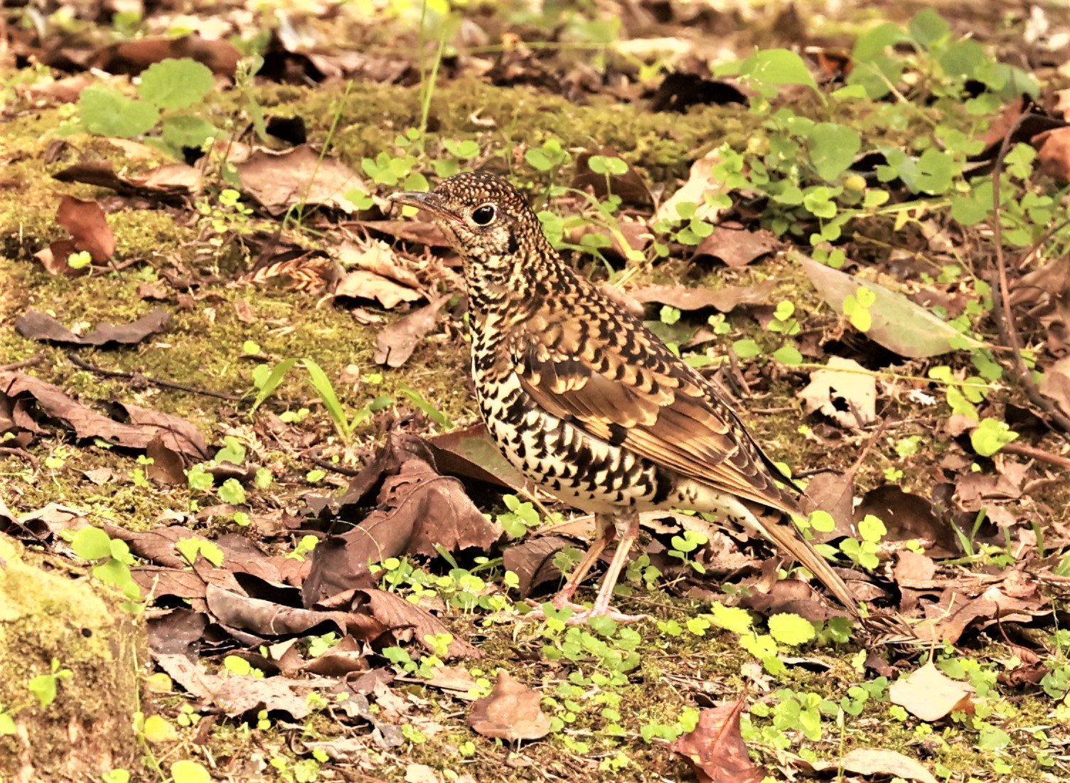 Scaly Thrush (Zoothera dauma) Doi Ang Kang Chiang Mai (15).jpg