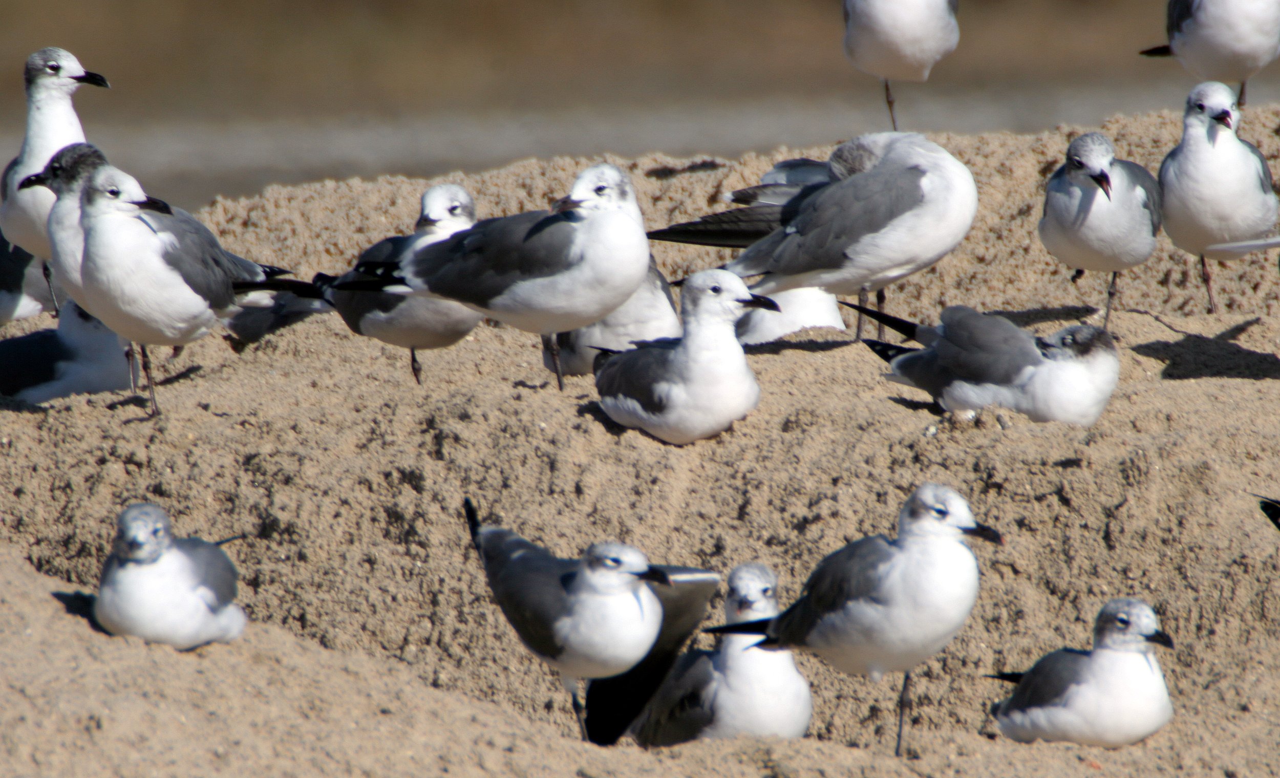 BIRD - GULL - LAUGHING - ARANSAS (3).jpg