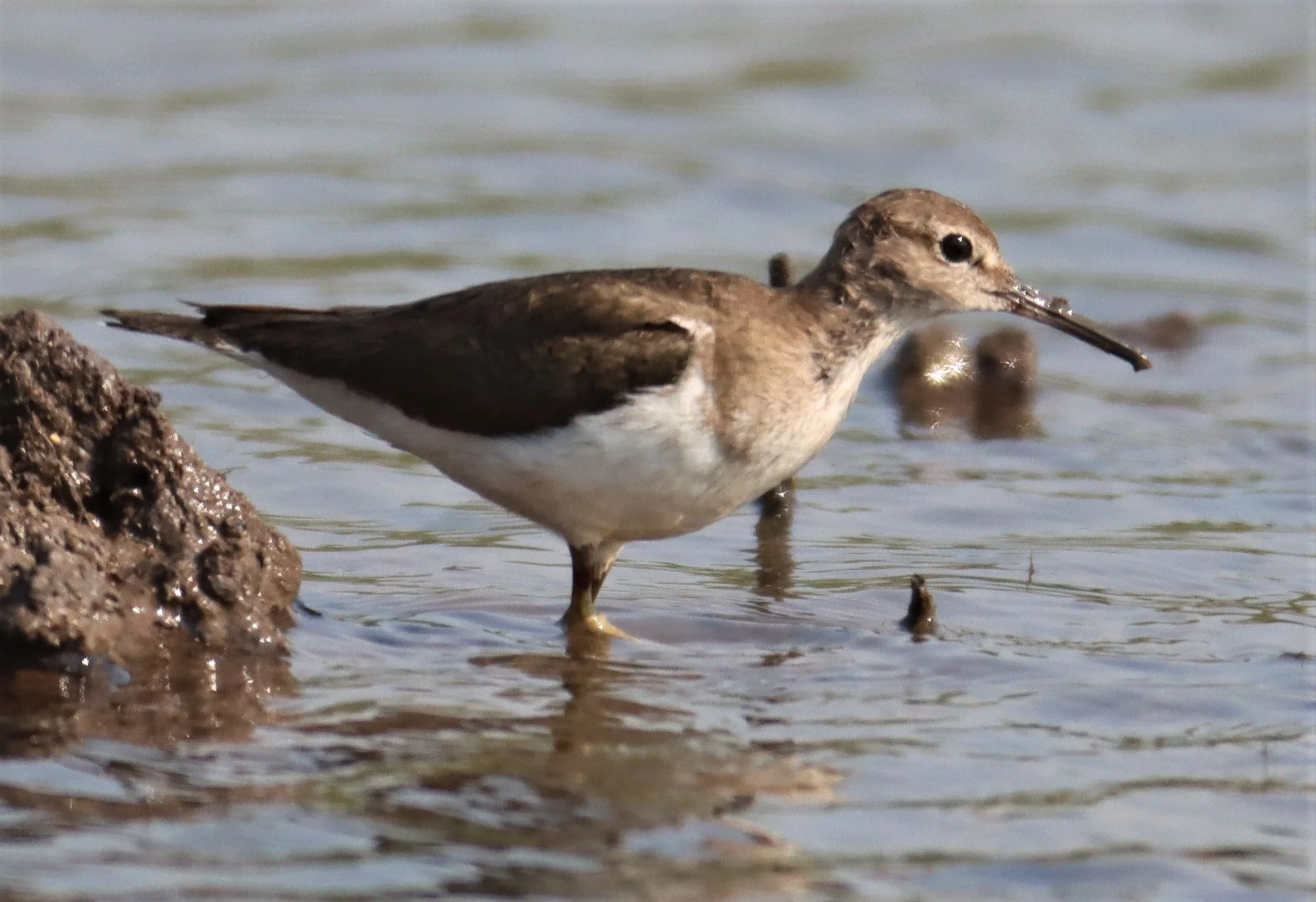 SANDPIPER - COMMON SANDPIPER - Actitus hypoleucos - PATHUM THANI RICE RESEARCH C (6).jpg