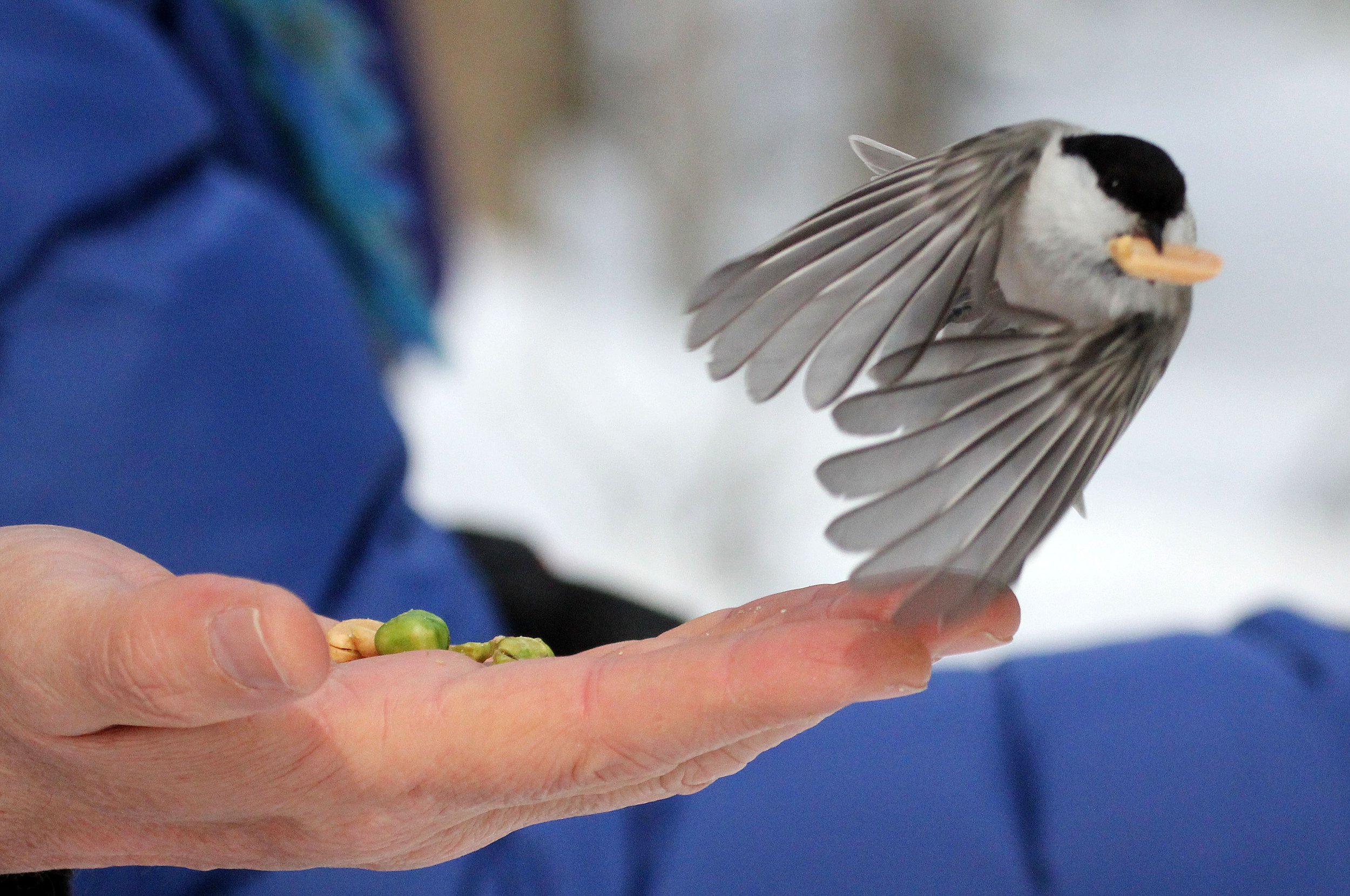 Willow Tit (Poecile montanus) Kinohiroba Park, Abashiri, Hokkaido Japan (1).JPG