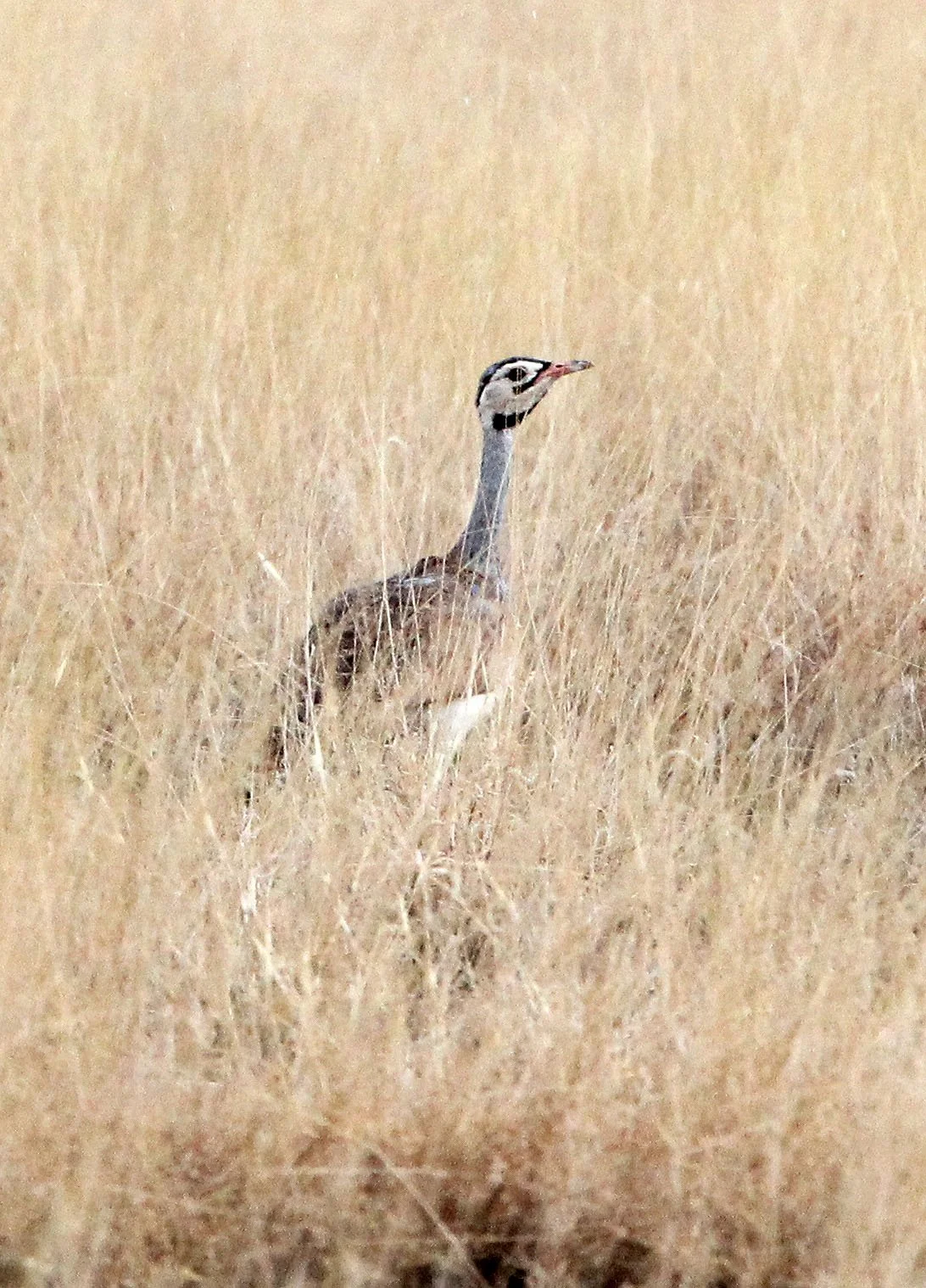 White-bellied bustard (Eupodotis senegalensis) Samburu NP, Kenya (2).JPG