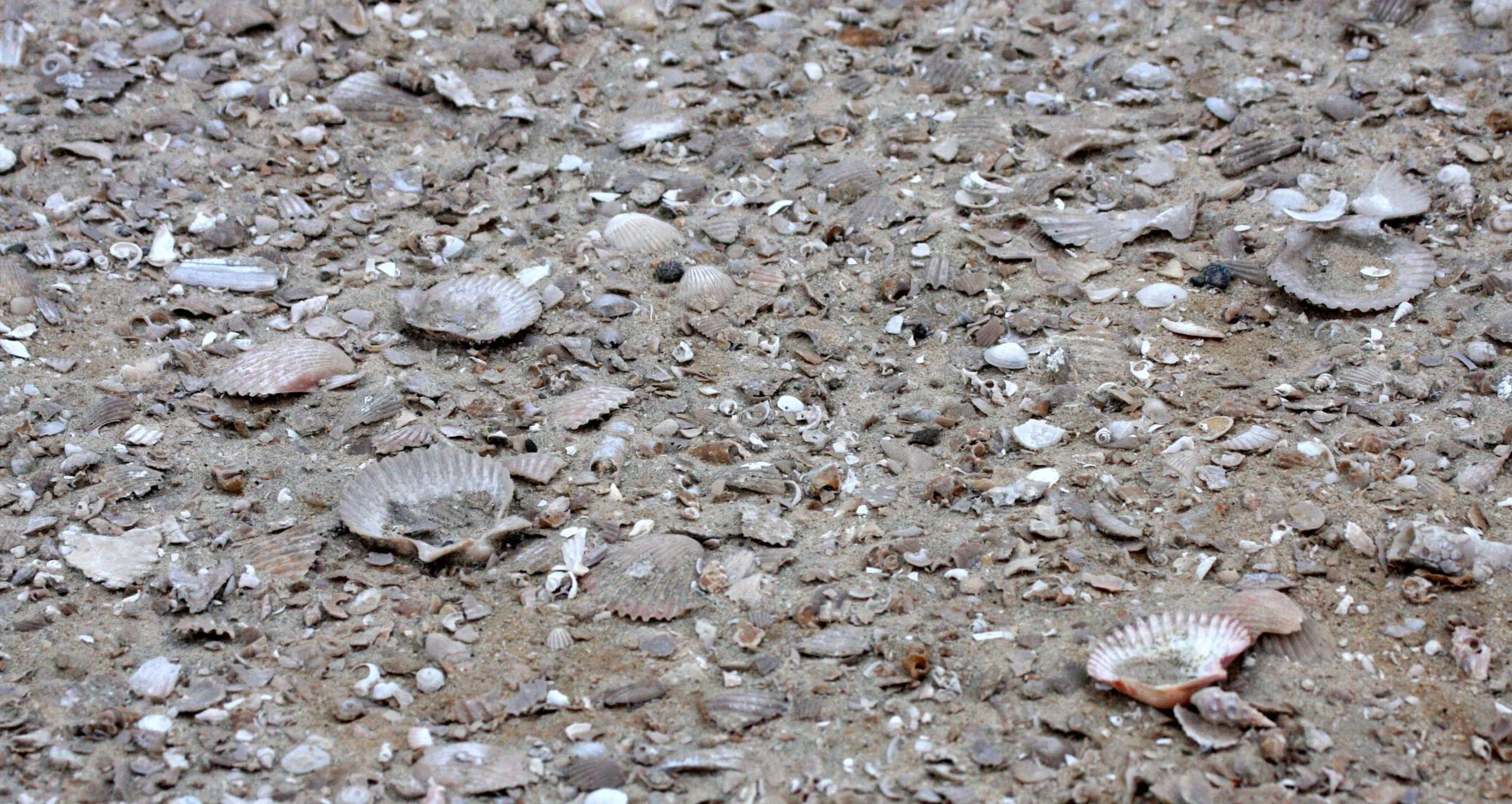 OJO DE LIEBRE LAGOON BAJA MEXICO - BEACH SHELL SUBSTRATE.JPG