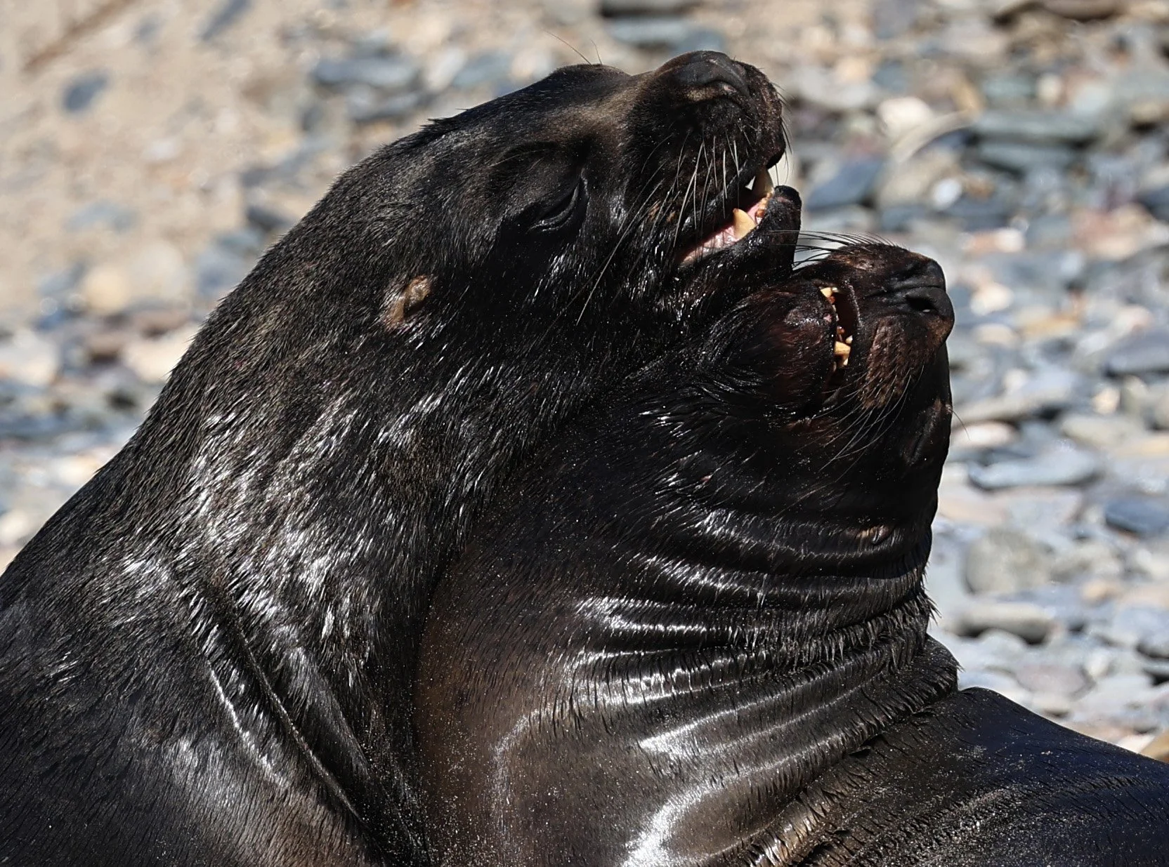 South American Sea Lion (Otaria flavescens) Puerto Rawson Argentina (39).jpg