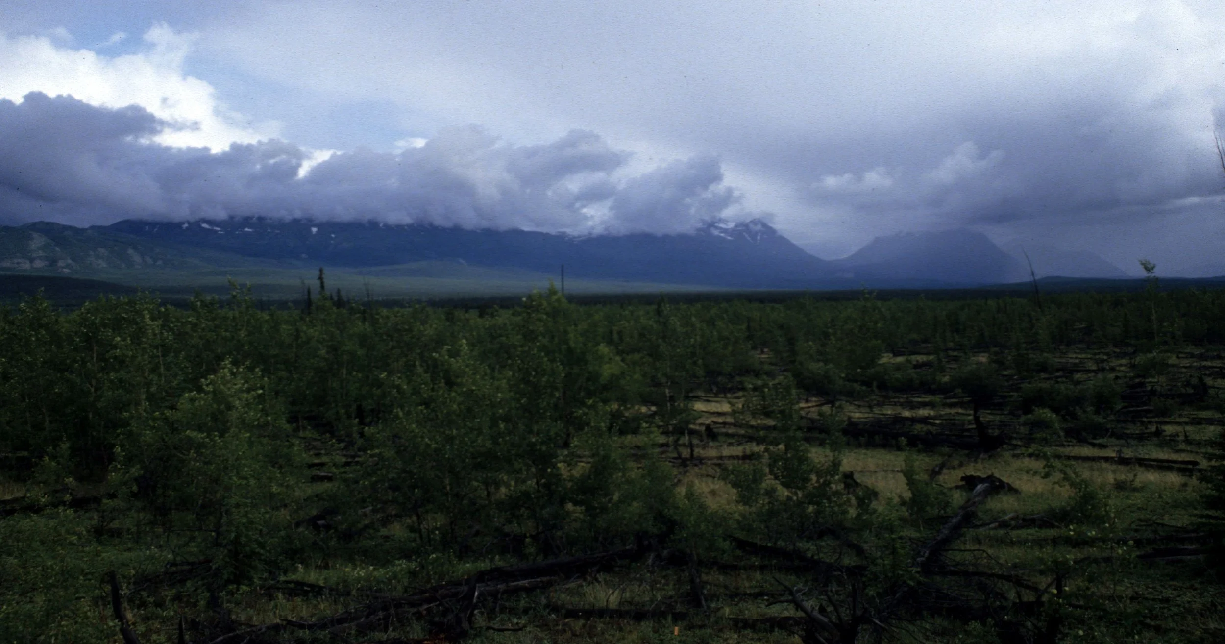 ALASKA - FIRE SITE - 200 YEAR OLD BURN.jpg