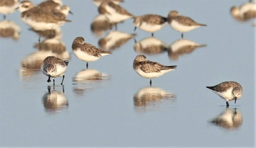 SANDPIPER - SPOON-BILLED SANDPIPER - Calidris pygmeus - PAK THALE 16 & 19 OCTOBER 2021 (14).jpg