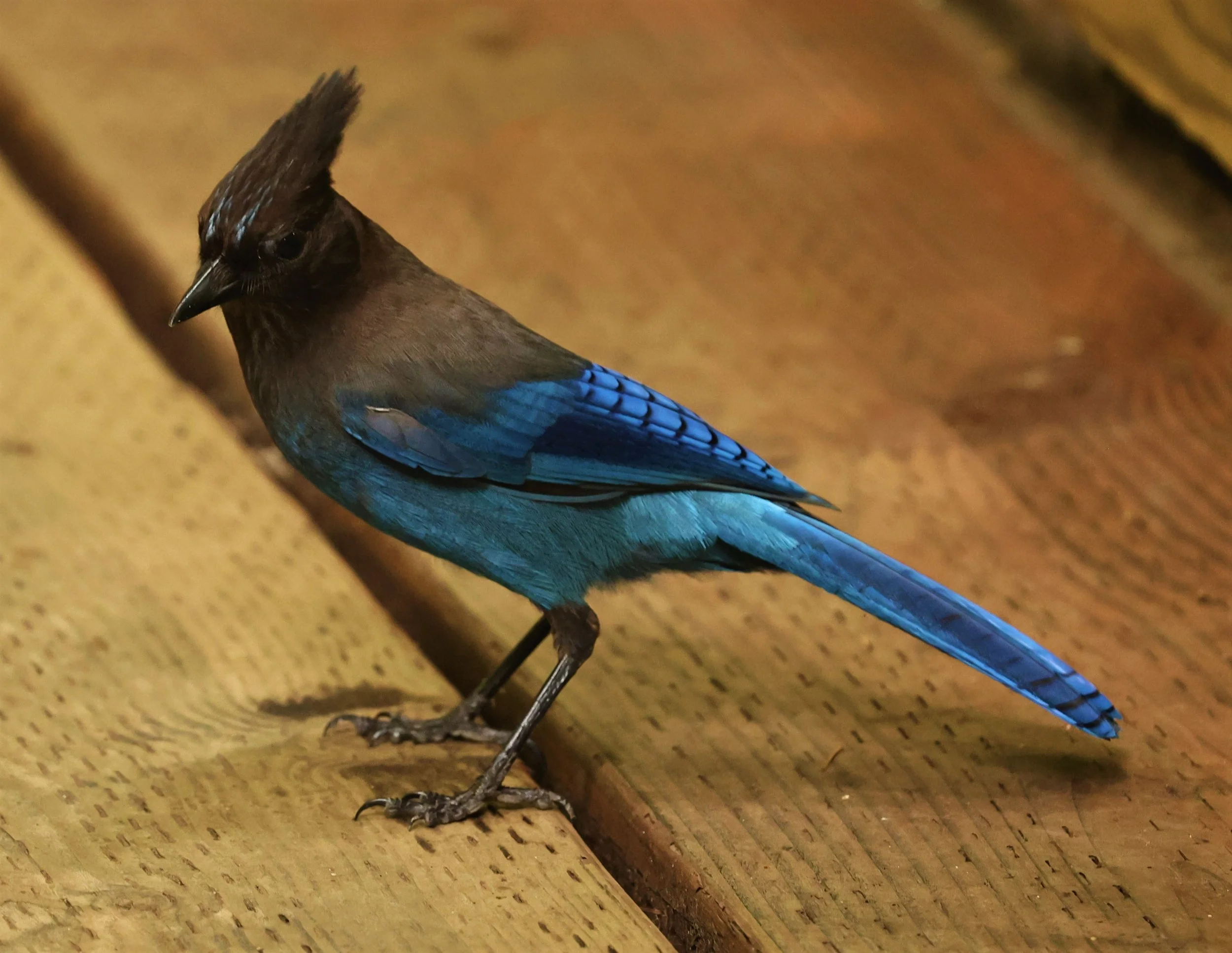 Cyanocitta stelleri - STELLER'S JAY - MUIR WOODS NATIONAL PARK CALIFORNIA JULY 2022 (14).jpg