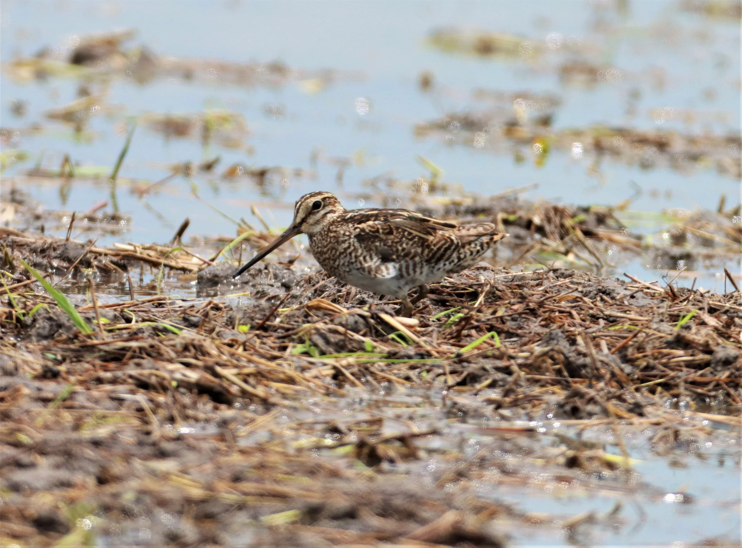 SNIPE - PINTAIL SNIPE - Gallinago stenura - PATHUM THANI RICE RESEARCH CENTER AUG 11 2021 (21).jpg
