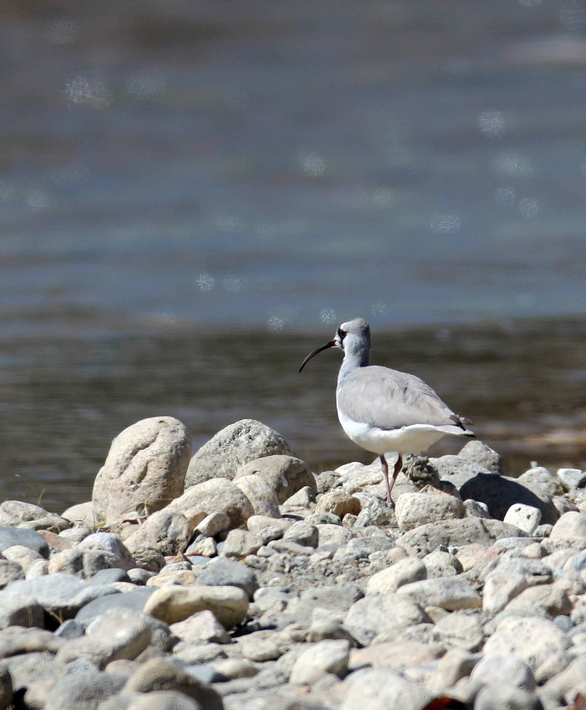 BIRD - IBISBILL - HEMIS NATIONAL PARK - LADAKH INDIA - JAMMU & KASHMIR NEAR LEH (87).JPG