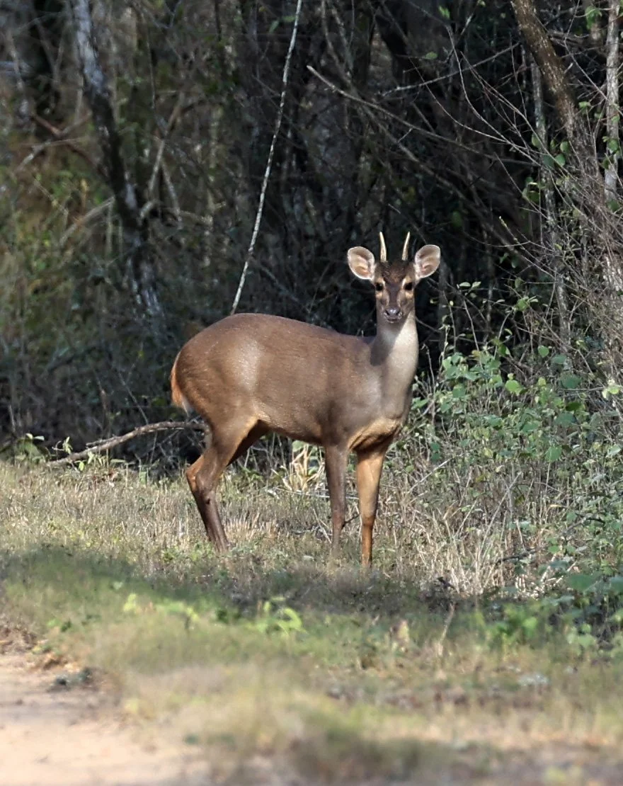 Southern Brown Brocket (Subulo gouazoubira) Selva Serena Natural Reserve (33).jpg