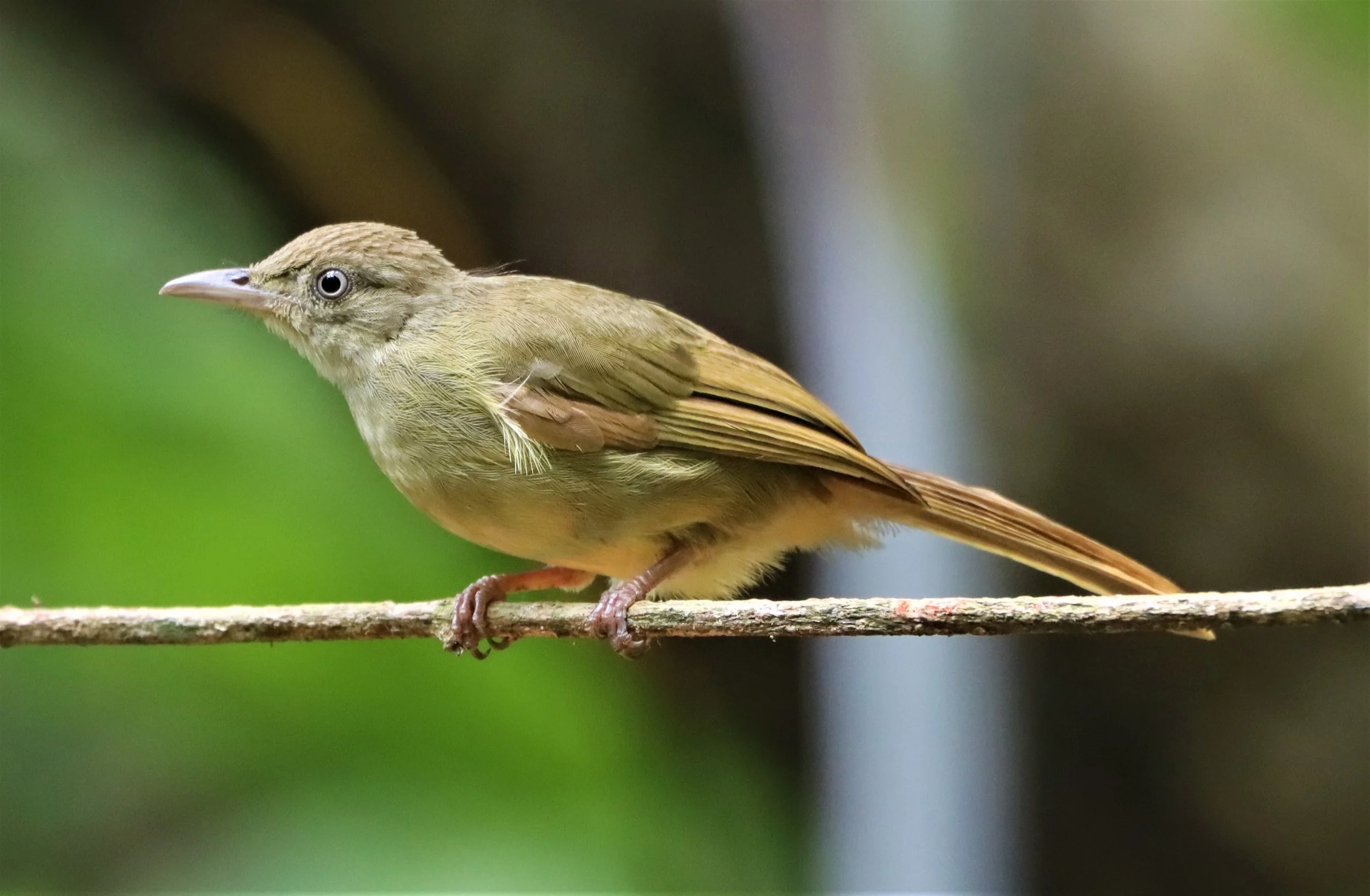 BULBUL - GREY-EYED BULBUL - Iole propinqua -  - DOI INTHANON JULY 2 2021 (8).jpg