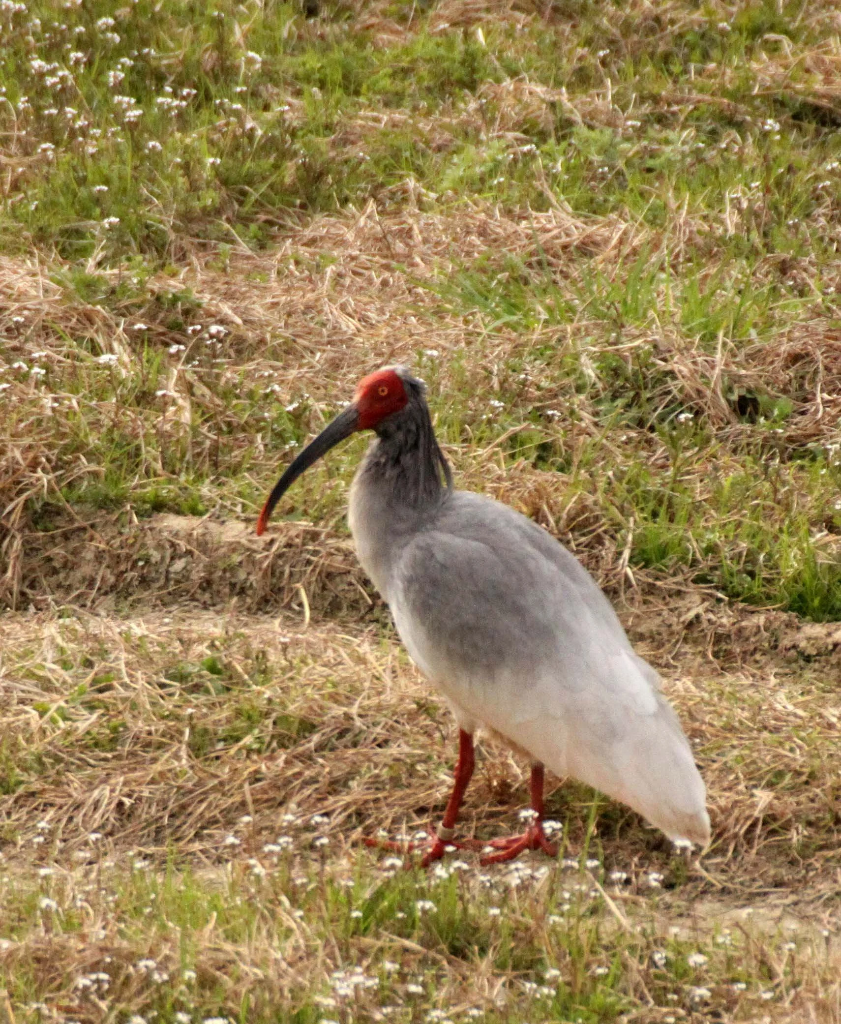 IBIS - CRESTED IBIS - Nipponia nippon - YANG COUNTY SHAANXI PROVINCE CHINA (8).JPG