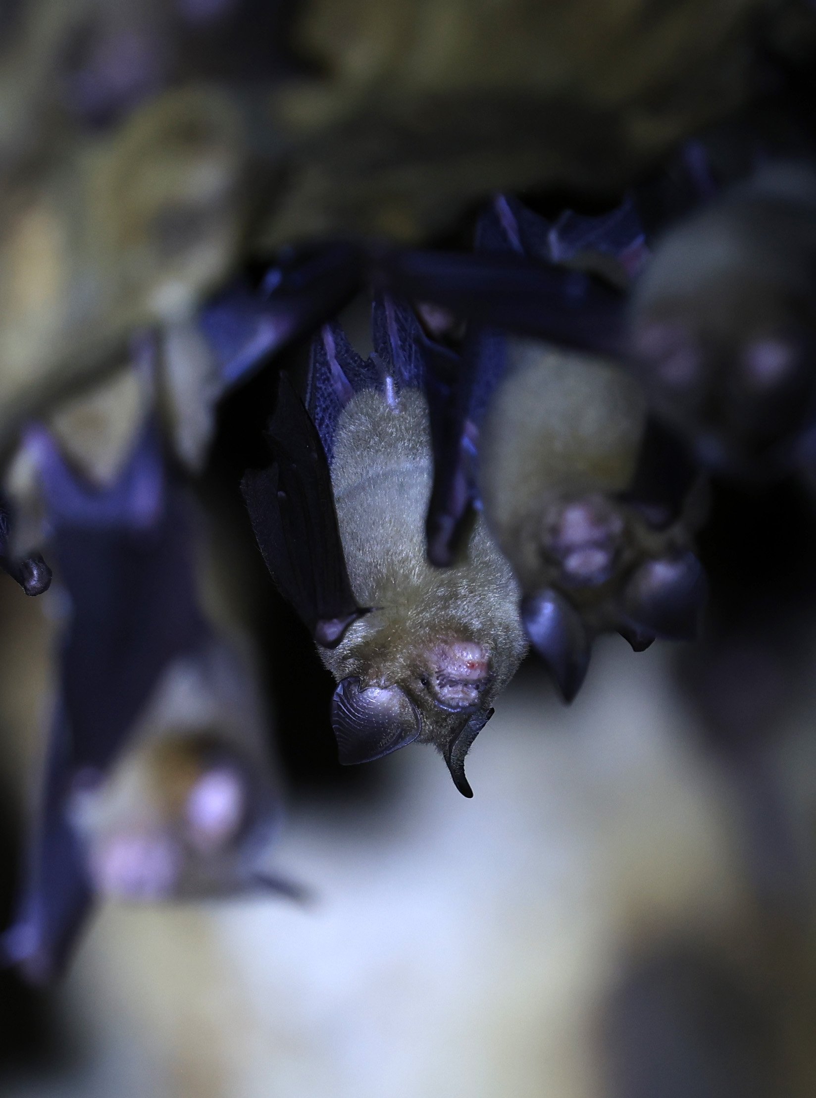 Horsfield’s Leaf-nosed Bat (Hipposideros.larvatus) Wat Tham Sila Thong Temple Pak Chong Thailand near Khao Yai (71).jpg