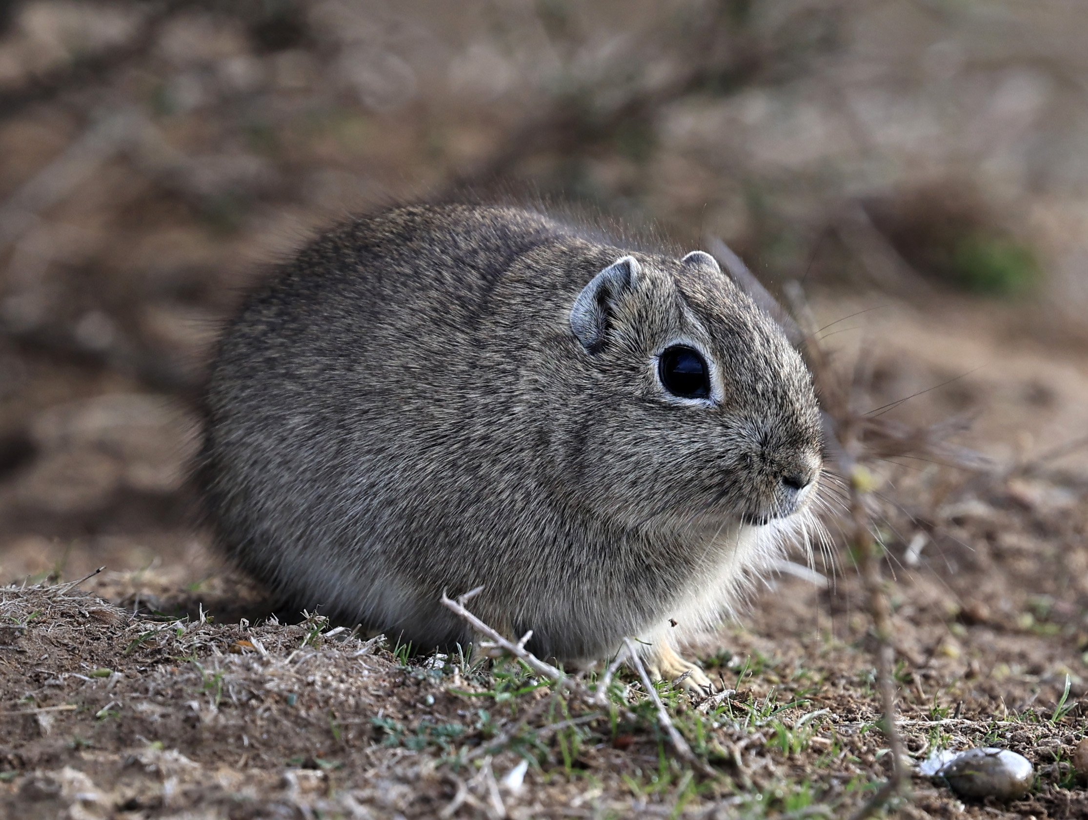Southern Mountain Cavy (Microcavia australis) Valdes Peninsula, Chubut Province, Argentina Day 2 (1 (82).jpg