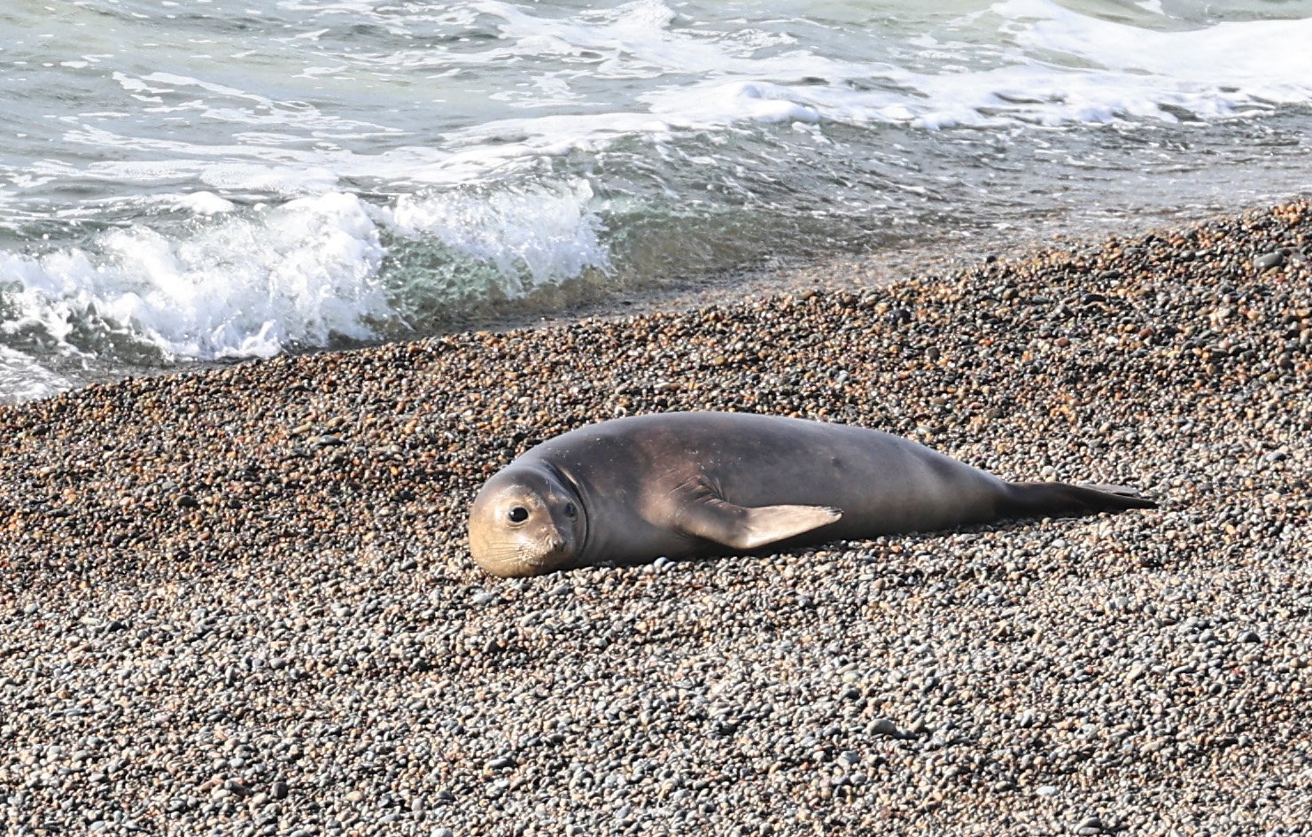 Southern Elephant Seal (Mirounga leonina) Valdes Peninsula, Chubut Province, Argentina Day 2 (4).jpg