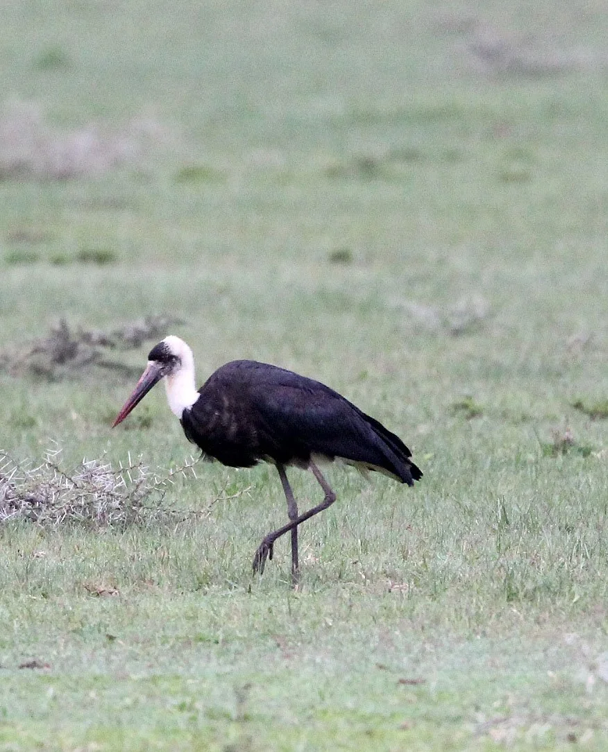 STORK - AFRICAN WOOLLY-NECKED STORK - Ciconia microscelis - LANGANO LAKE ETHIOPIA (9).JPG