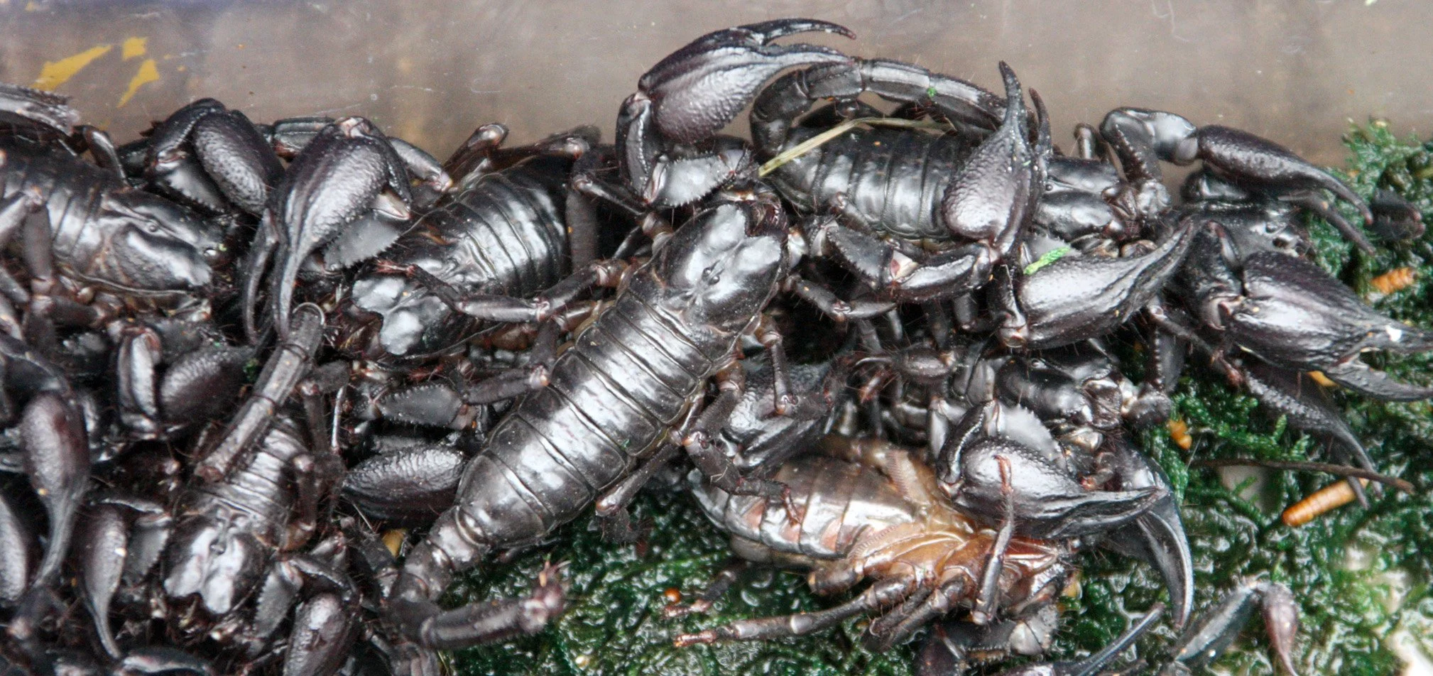 KUNMING - ANIMAL MARKET (12).JPG