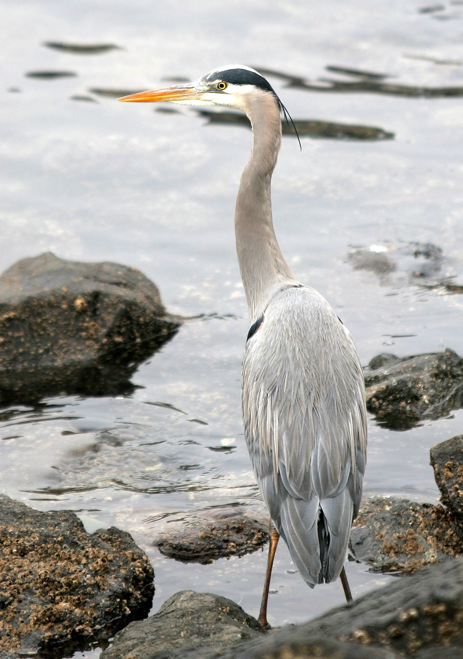 HERON - GREAT BLUE HERON- Ardea herodias - PORT ANGELES HARBOR WASHINGTON (2).jpg
