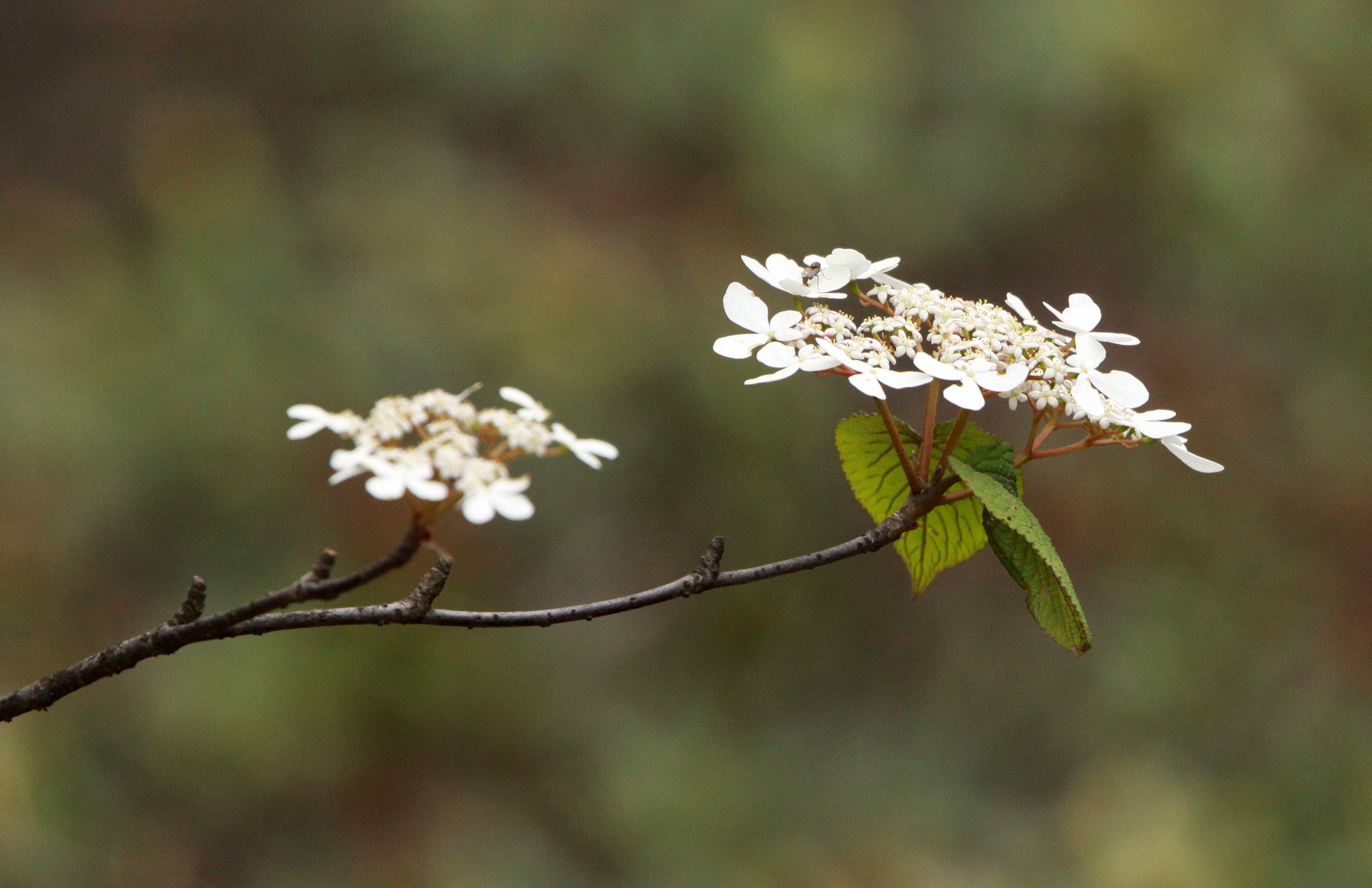 HUANGSHAN NATIONAL PARK - ANHUI PROVINCE CHINA (42).JPG