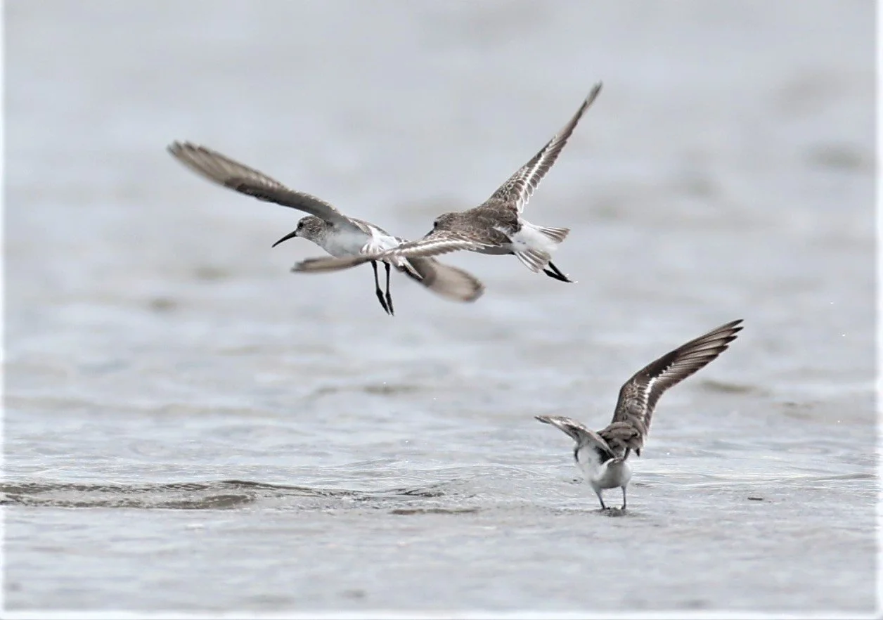 SANDPIPER - CURLEW SANDPIPER - Calidris ferruginea -BANG PAKONG SALT PANS CHACHOENGSAO WEST OF RIVER (1).jpg