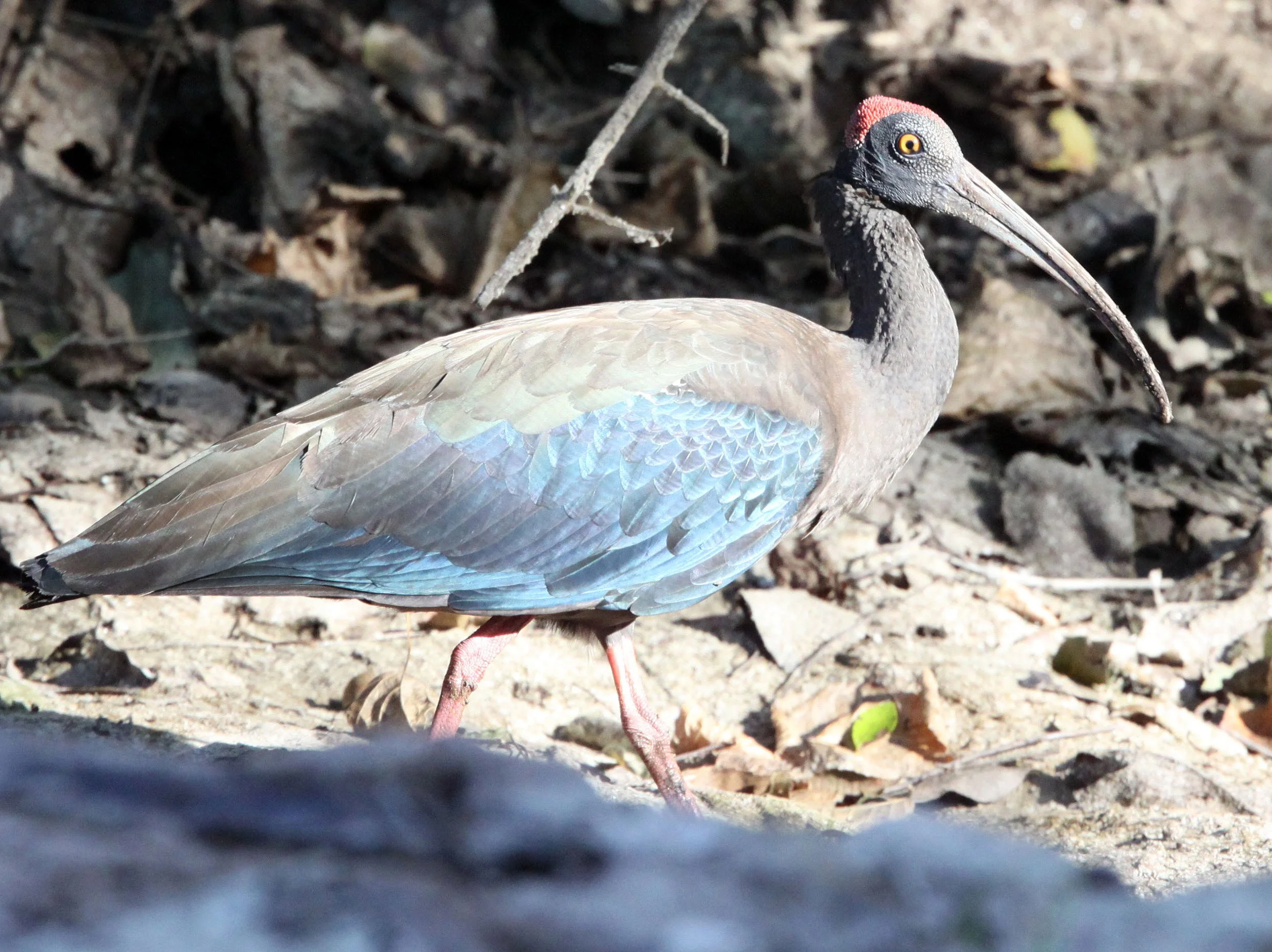 IBIS - BLACK IBIS - Pseudibis papillosa - LITTLE RANN OF KUTCH GUJARAT INDIA (6).JPG
