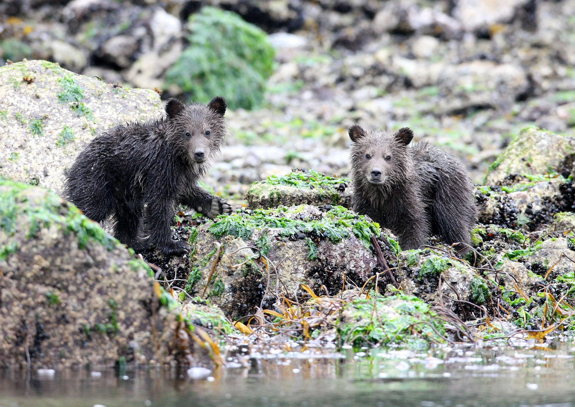 Ursus arctos stikeenensis - STICKEEN'S GRIZZLY BEAR - MOM AND HER FIRST YEAR CUBS - KNIGHT'S INLET BRITISH COLUMBIA (55).JPG