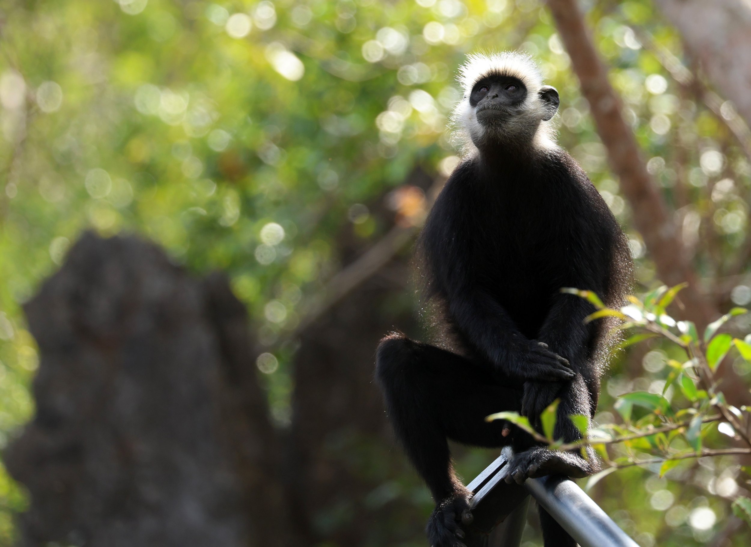 Laotian Langur or White-browed Black Langur (Trachypithecus laotum) The Rock Viewpoint, Khammouane Province Laos (168).jpg