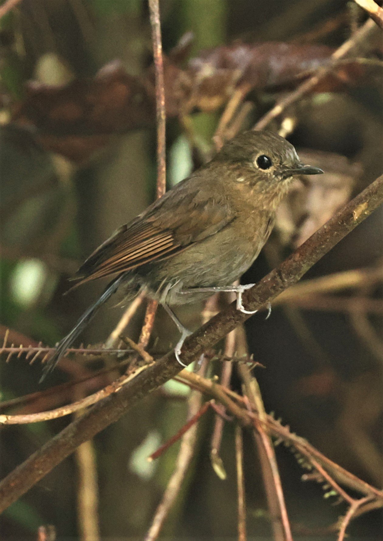 Myiomela leucura - WHITE-TAILED ROBIN - FRASER'S HILL, MALAYSIA JUNE 2022 FEMALE (8).jpg