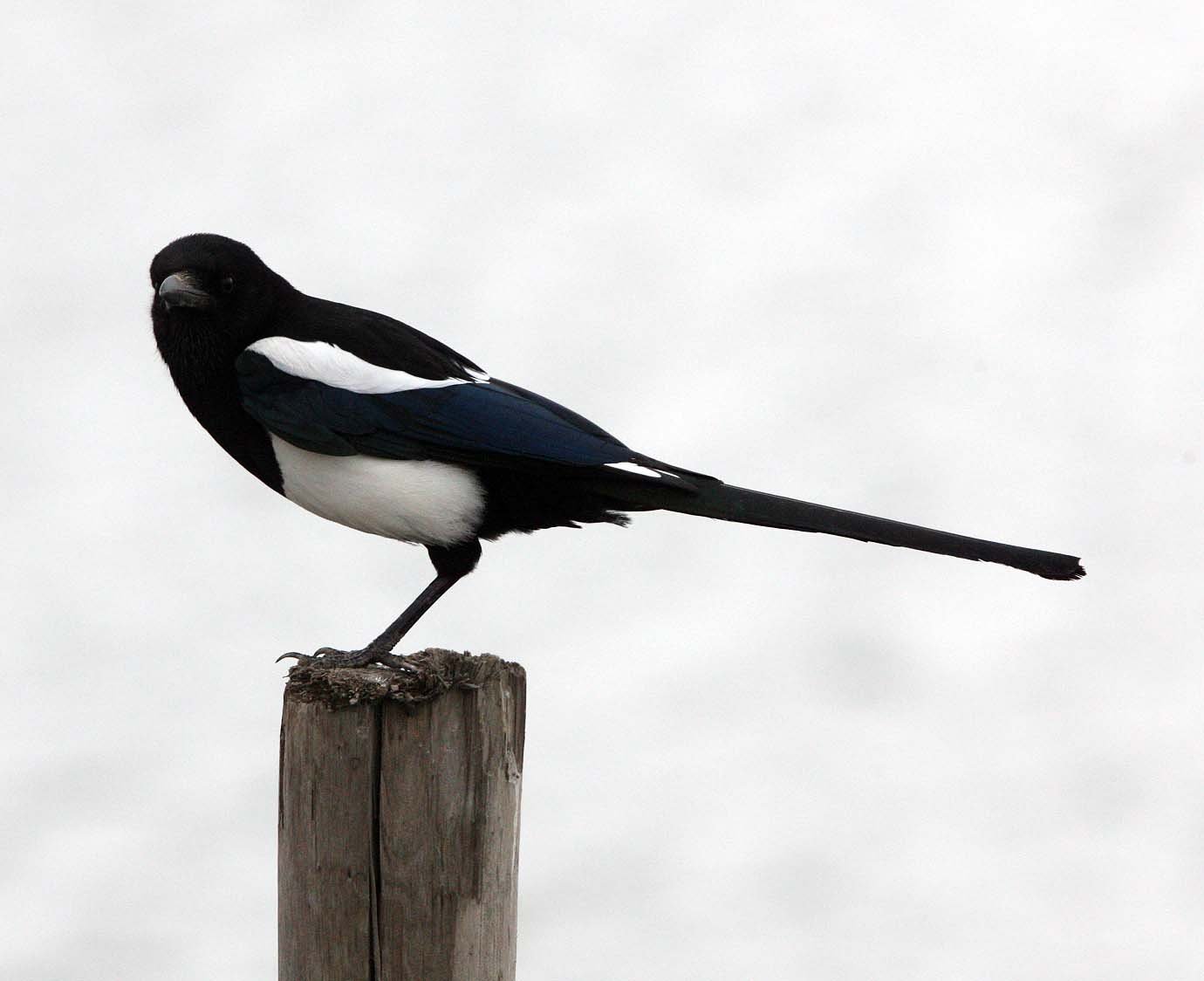 BIRD - MAGPIE - COMMON BLACK-BILLED MAGPIE- YANCHENG CHINA (3).JPG