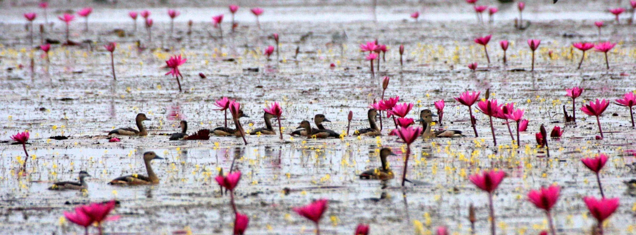 DUCK - LESSER WHISTLING DUCK  - Dendrocygna javanica - BUENG BORAPHET THAILAND (2).JPG