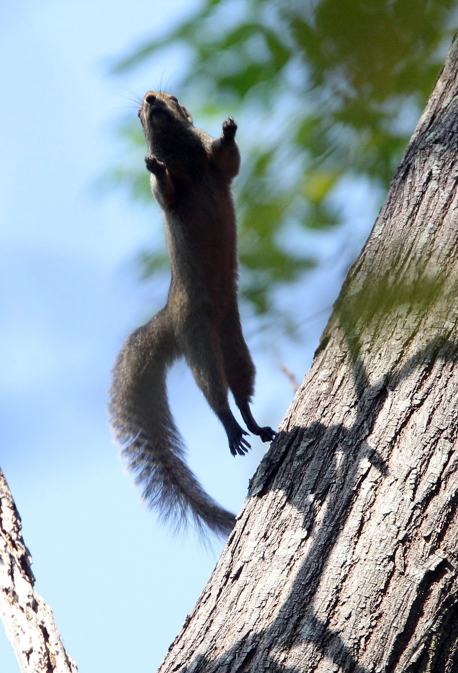 Leaping Grey-bellied Squirrel!