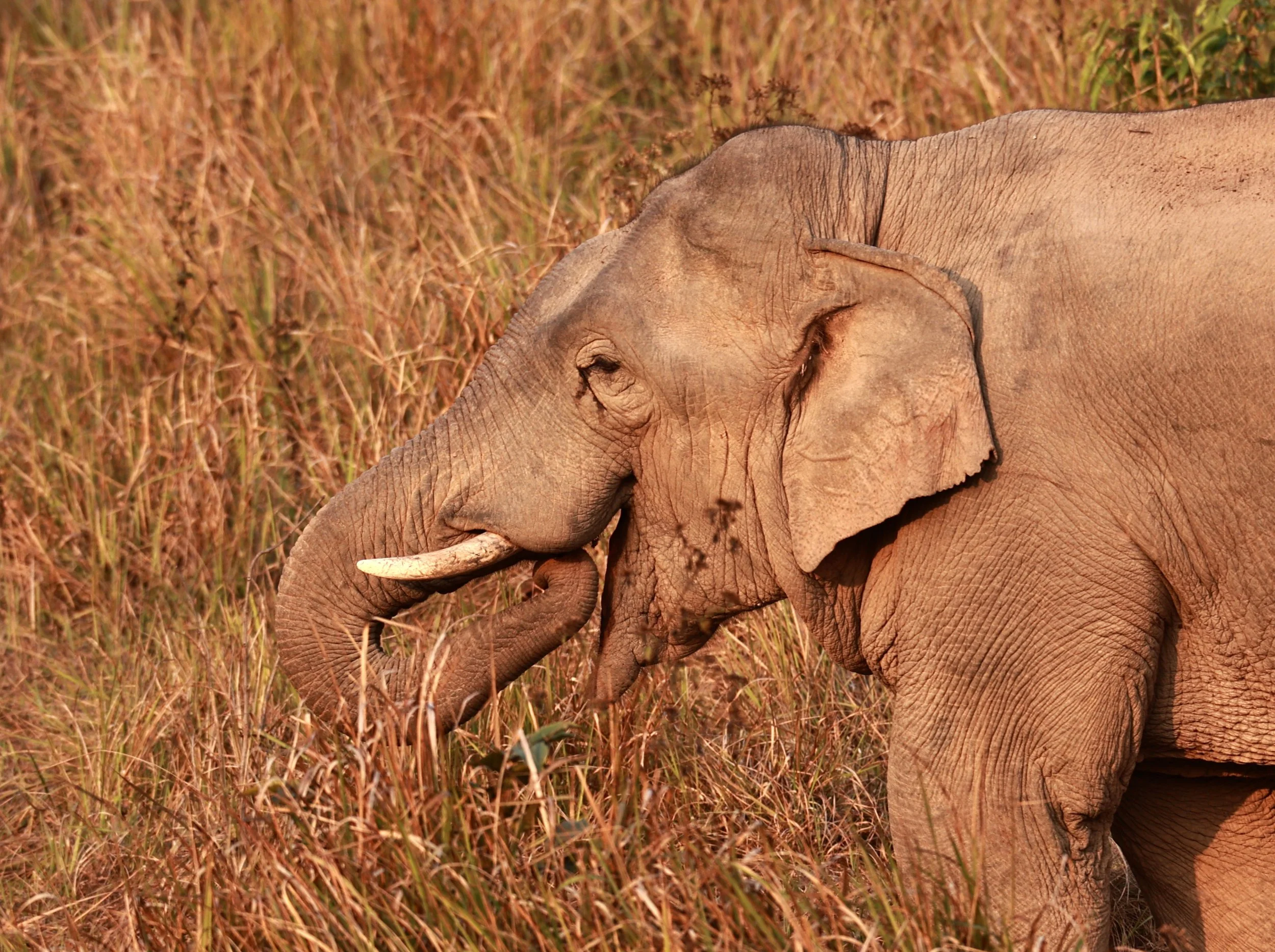 Asian Elephant (Elephas maximus) Khao Yai National Park, Thailand (74).jpg
