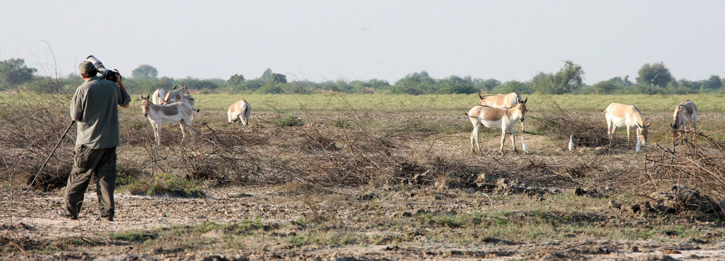 GUJARAT - KUTCH - LITTLE RANN OF KUTCH INDIA (3).JPG