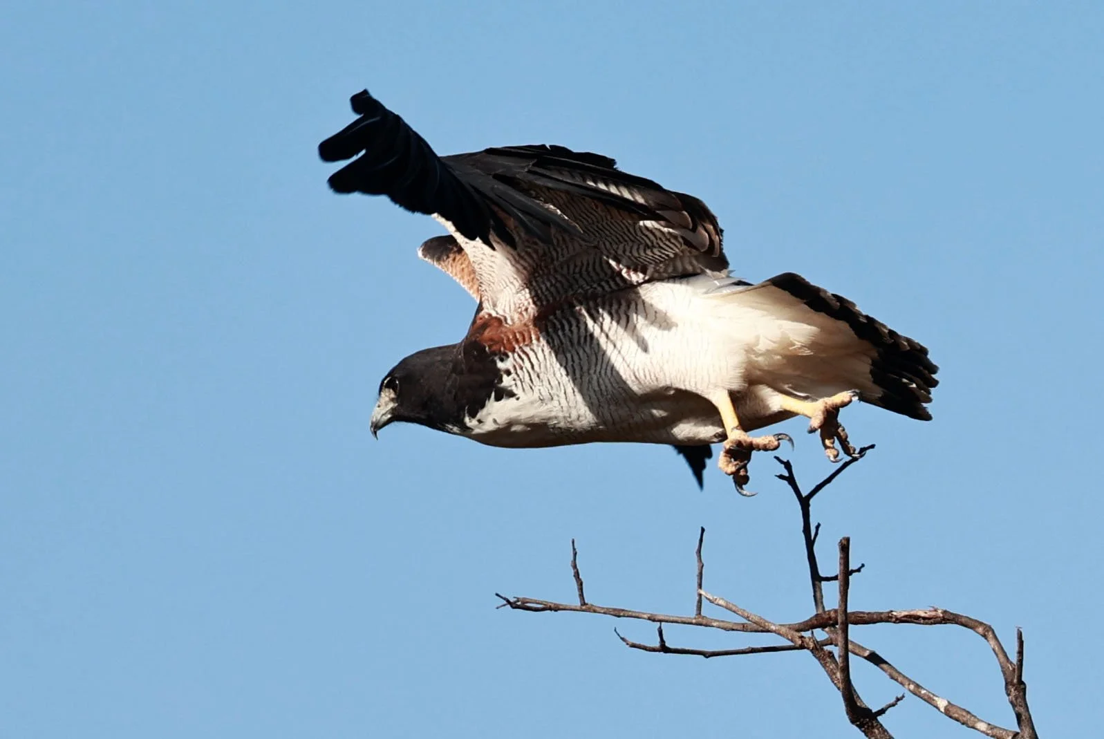 Hawk - White-tailed Hawk - Geranoaetus albicaudatus - Emas National Park, Goias State, Brazil (41).jpg