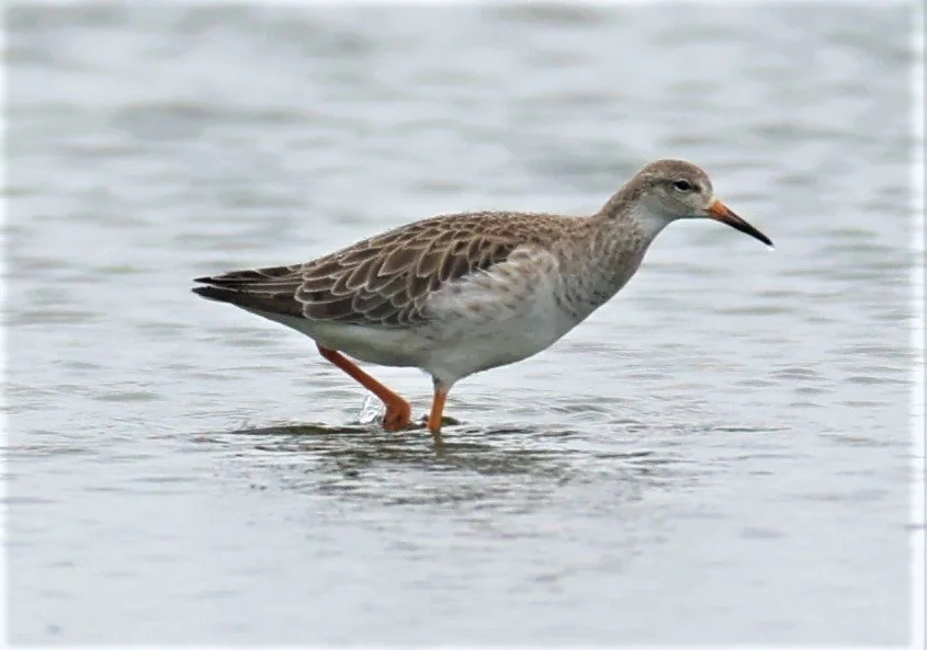 RUFF - Philomachus pugnax - BANG PAKONG SALT PANS CHACHOENGSAO WEST OF RIVER Sep 25 2021 (9).jpg