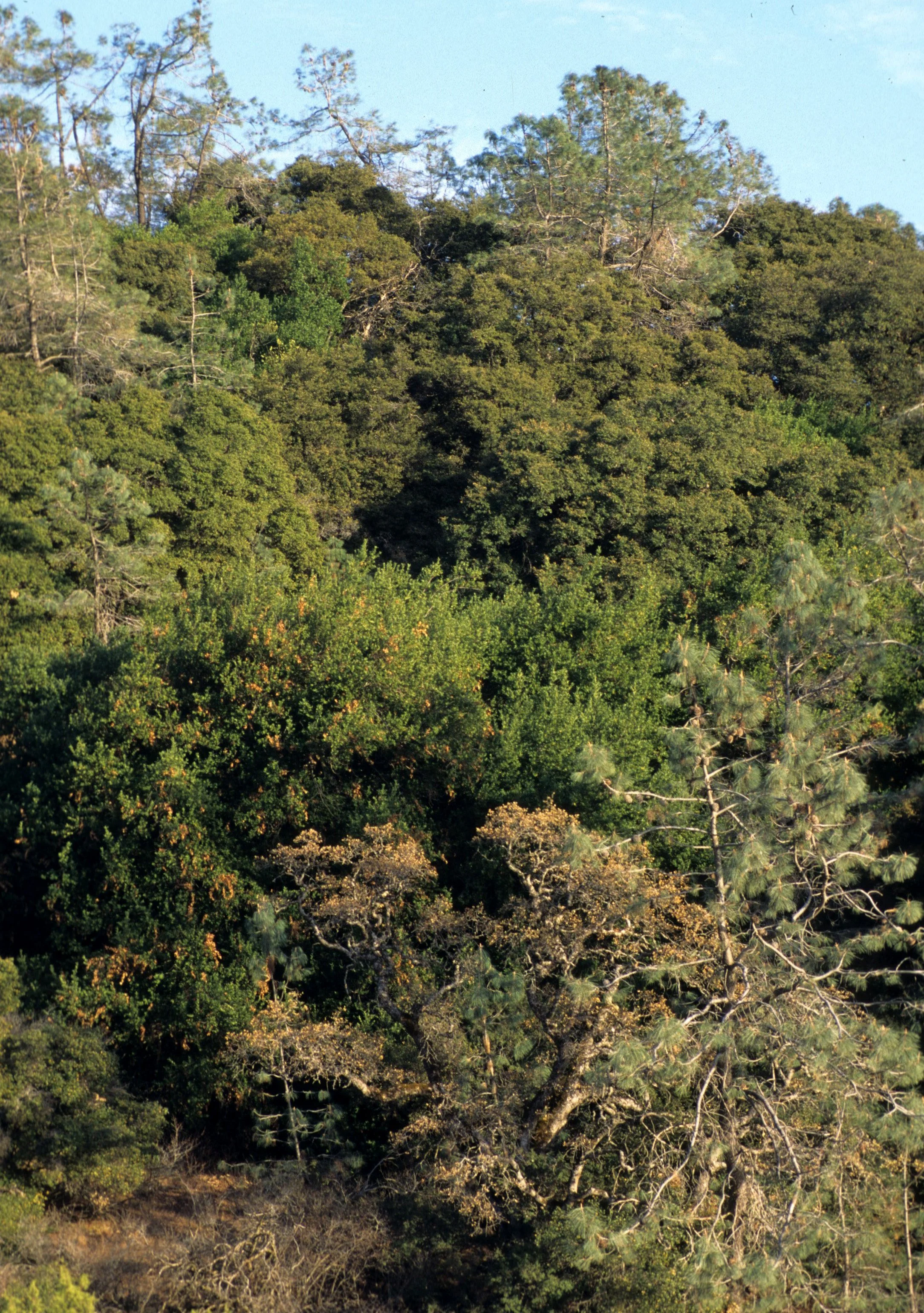 CALIFORNIA - MOUNT DIABLO - MIXED WOODLAND.jpg