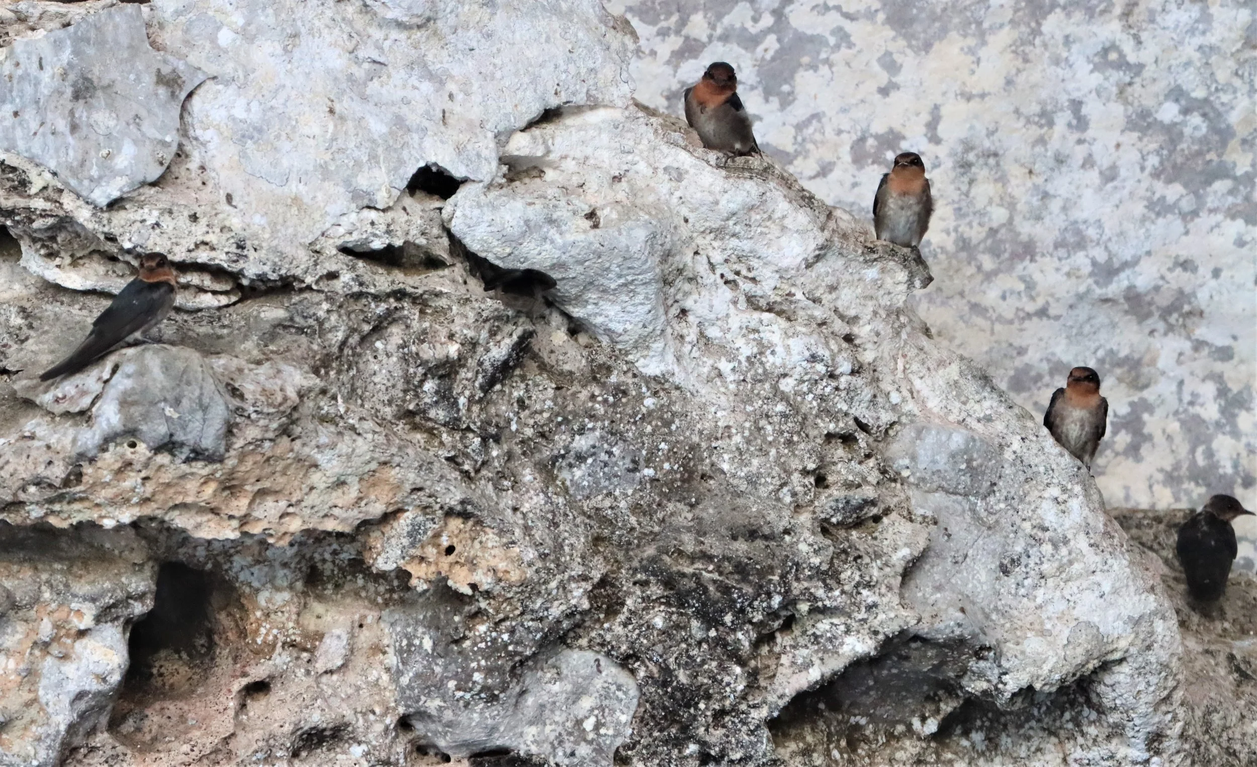 Barn Swallow (Hirundo rustica) Ao Phang Nga NP Thailand (17).jpg