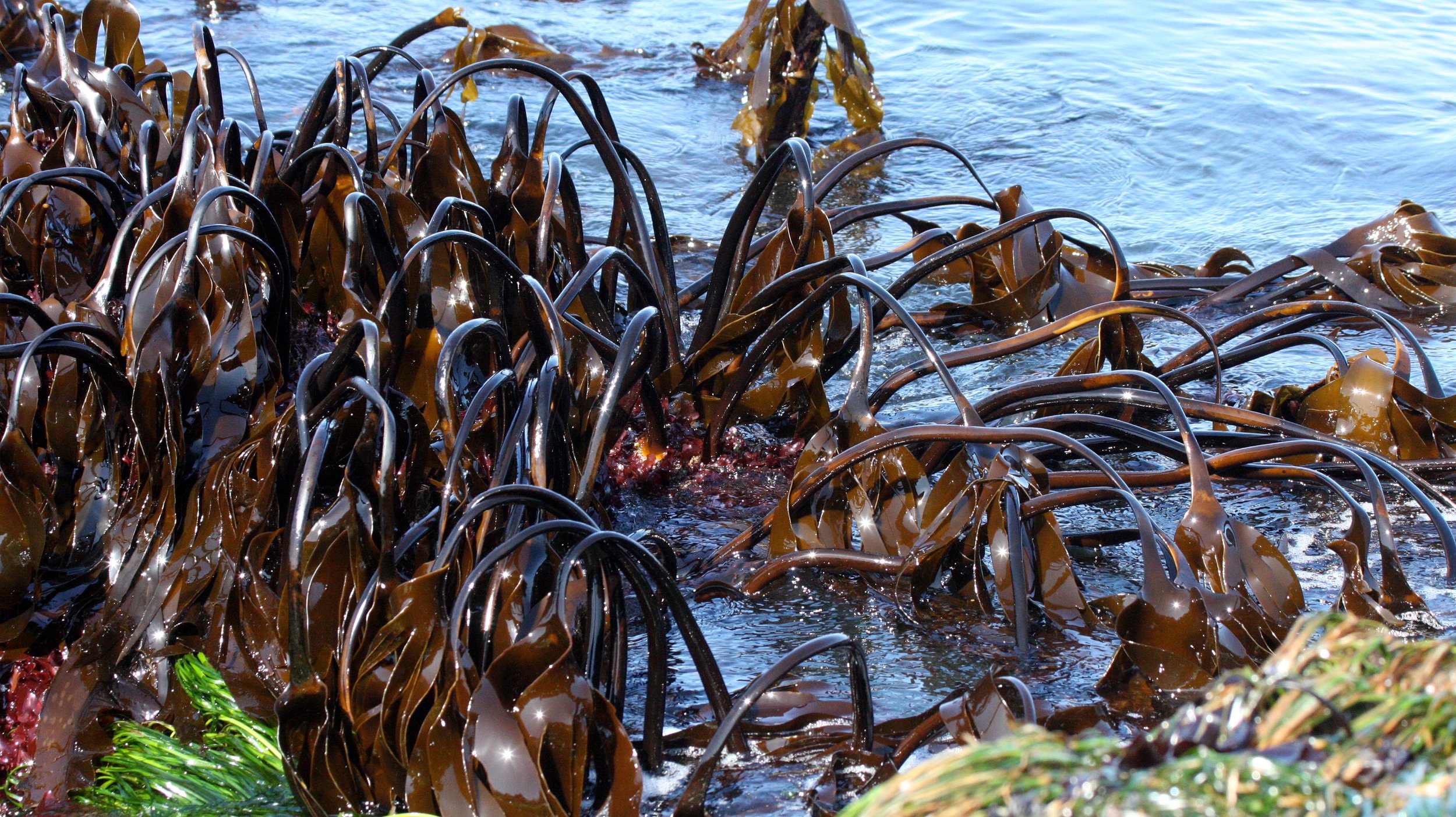 Kelp (Laminaria species) 