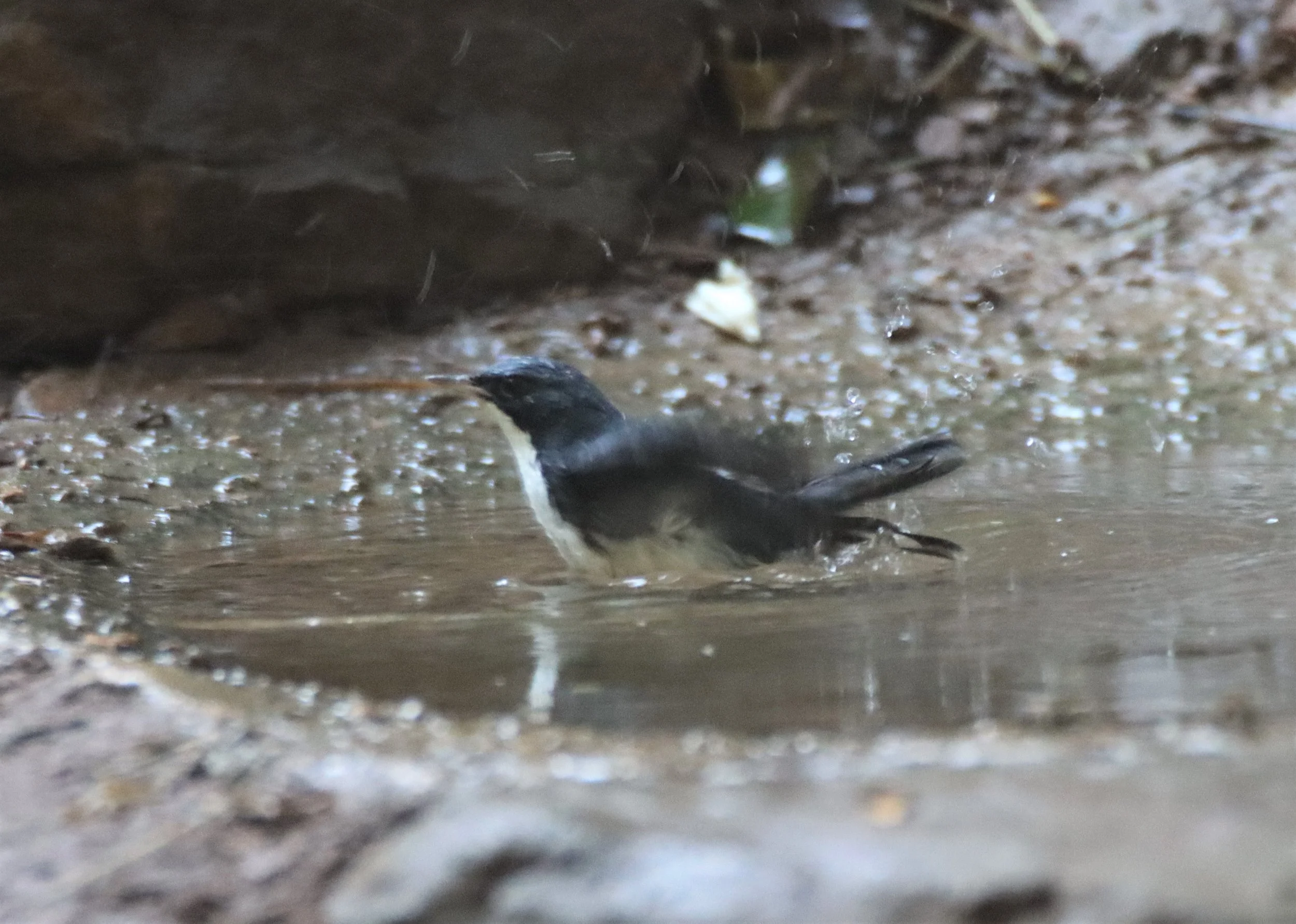 ROBIN - SIBERIAN BLUE ROBIN - Luscinia cyane - LUNG SIN HIDE, KAENG KRACHAN 2021 (11).jpg