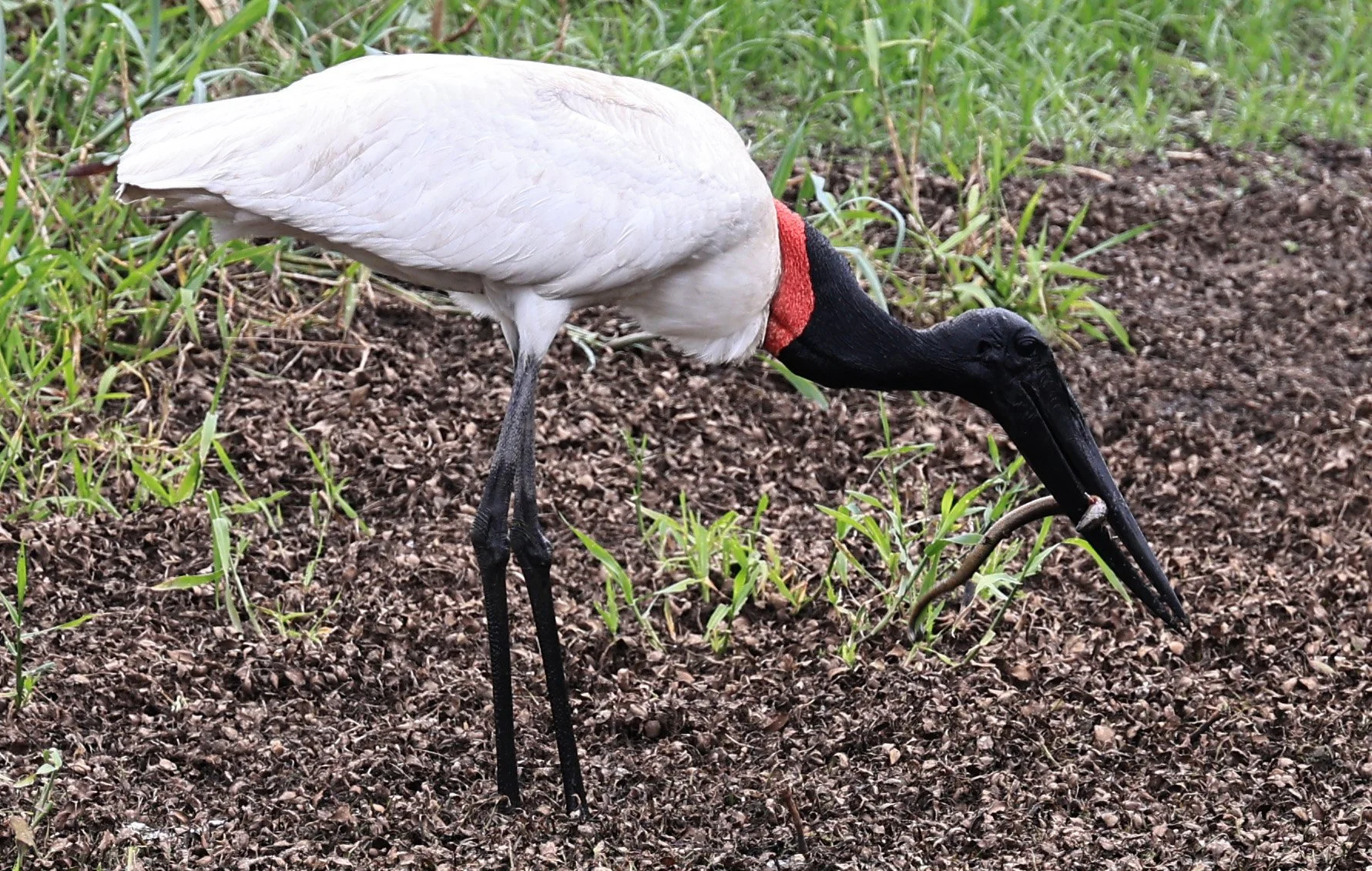 Jabiru (Jabiru mycteria) Agua Dulce Paraguay (16).jpg