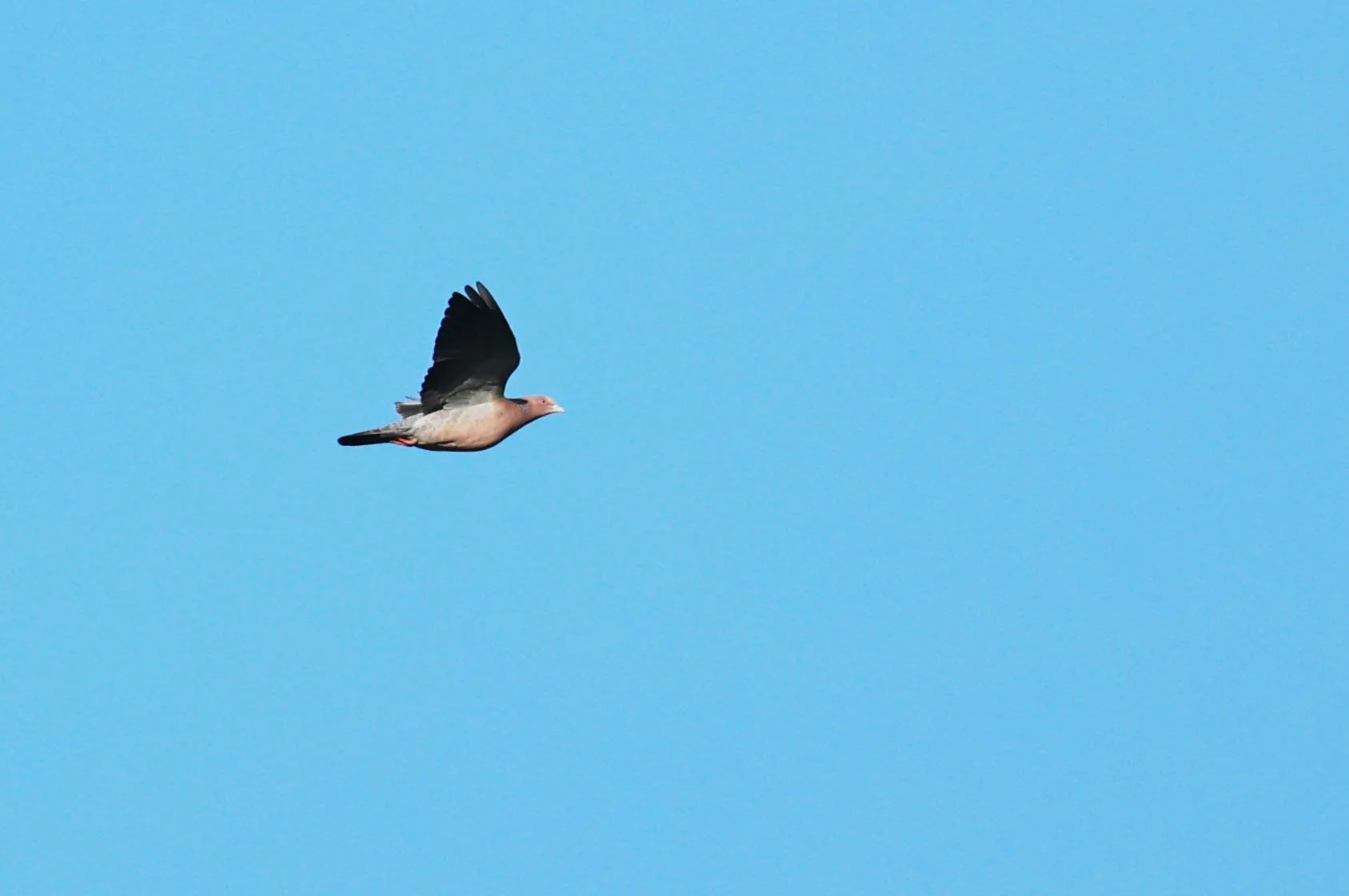 Pigeon - Picazuro Pigeon - Patagioenas picazuro - Estancia, Sergipe & Northern Bahia State, Brazil (5).jpg