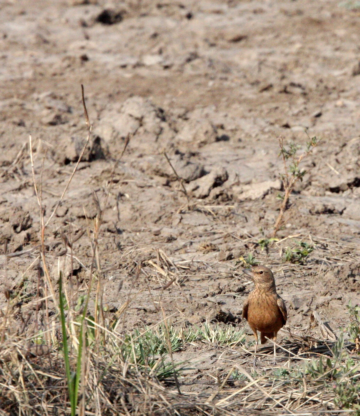 Rufous-tailed Lark (Ammomanes phoenicura) Blackbuck National Park India (2).JPG
