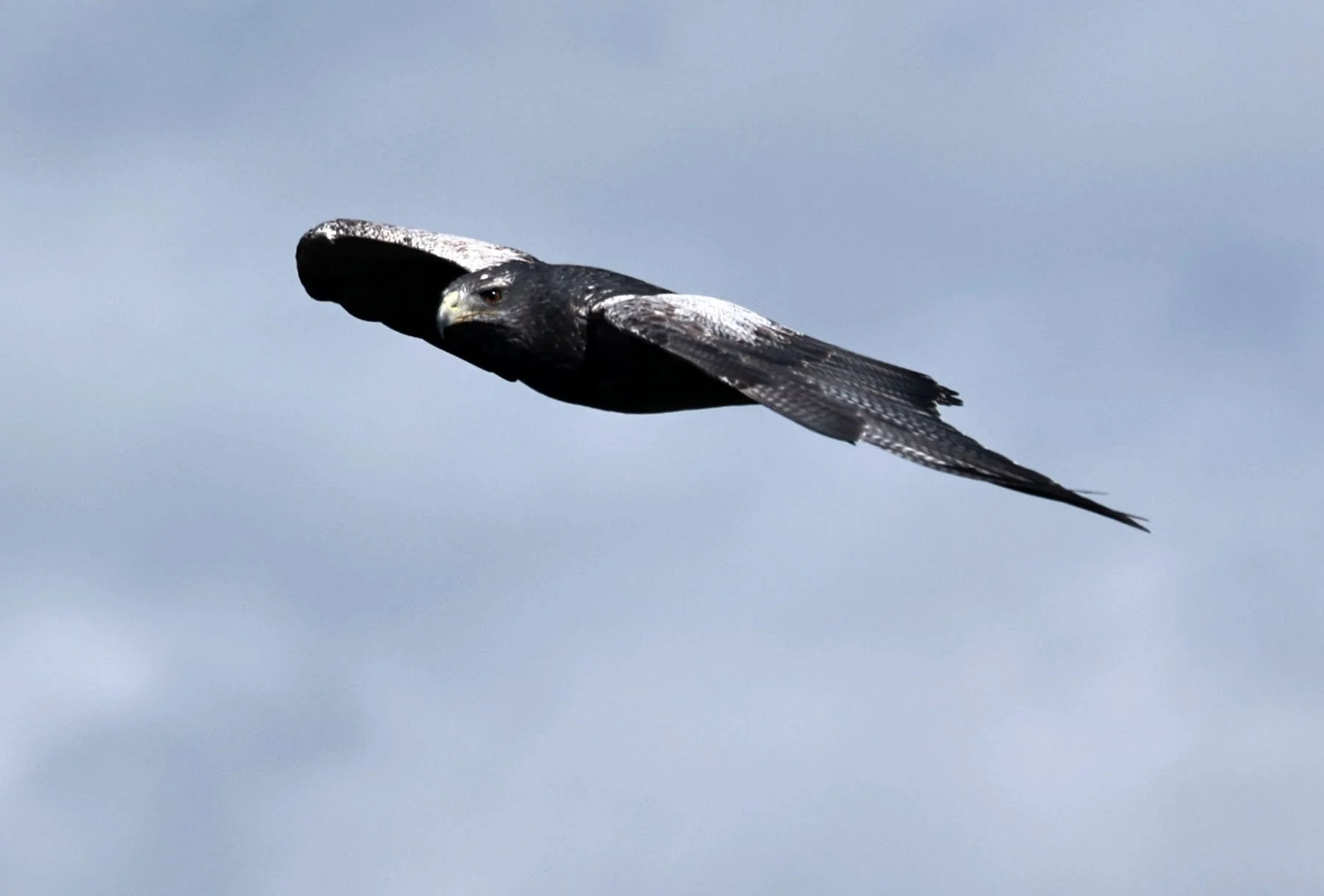 Eagle - Black-crested Buzzard-eagle - Geranoaetus melanoleucus - Antisana National Park, Eastern Andes Ecuador (3).jpg