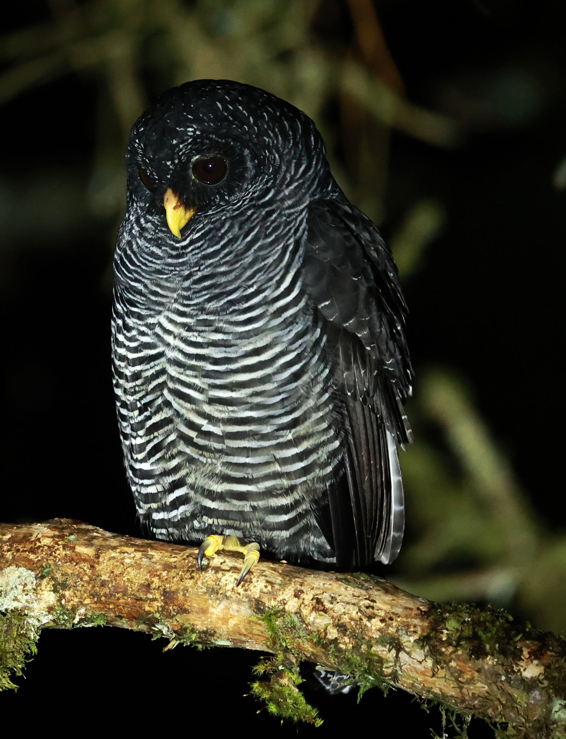 Owl - Black-banded Owl - Strix huhula - San Isidro Lodge, Ecuador (47).jpg