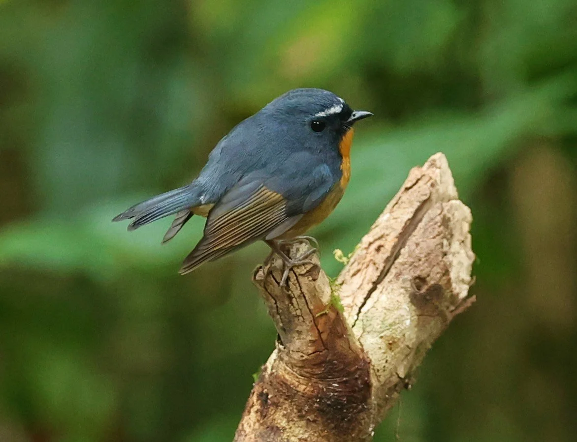 FLYCATCHER - SNOWY-BROWED FLYCATCHER - Ficedula hyperythra - DOI PHA HOM POK NP DOI LANG EAST FEB 2022 (43).jpg