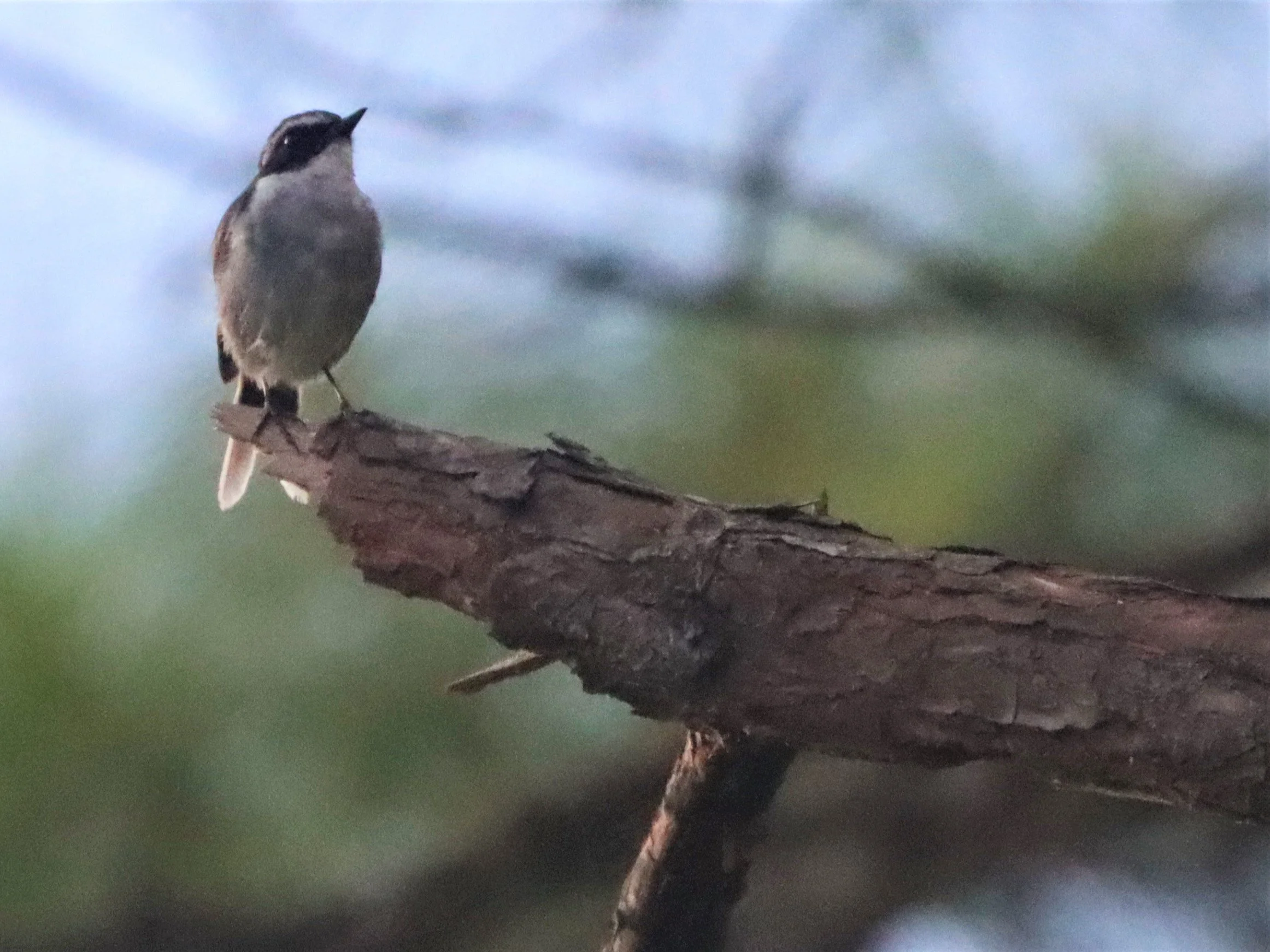 BUSH CHAT - GREY BUSH CHAT - Saxicola ferreus - DOI LANG CHIANG MAI (2).jpg