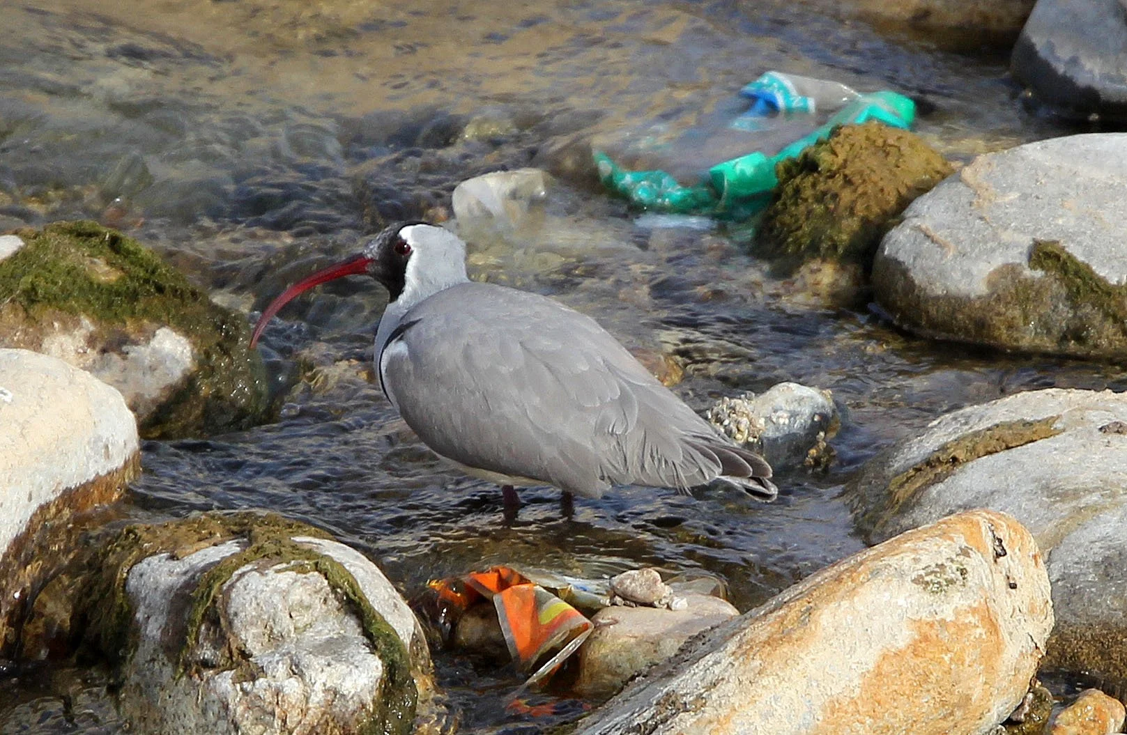 BIRD - IBISBILL - FOPING CITY, SHAANXI CHINA (9).JPG