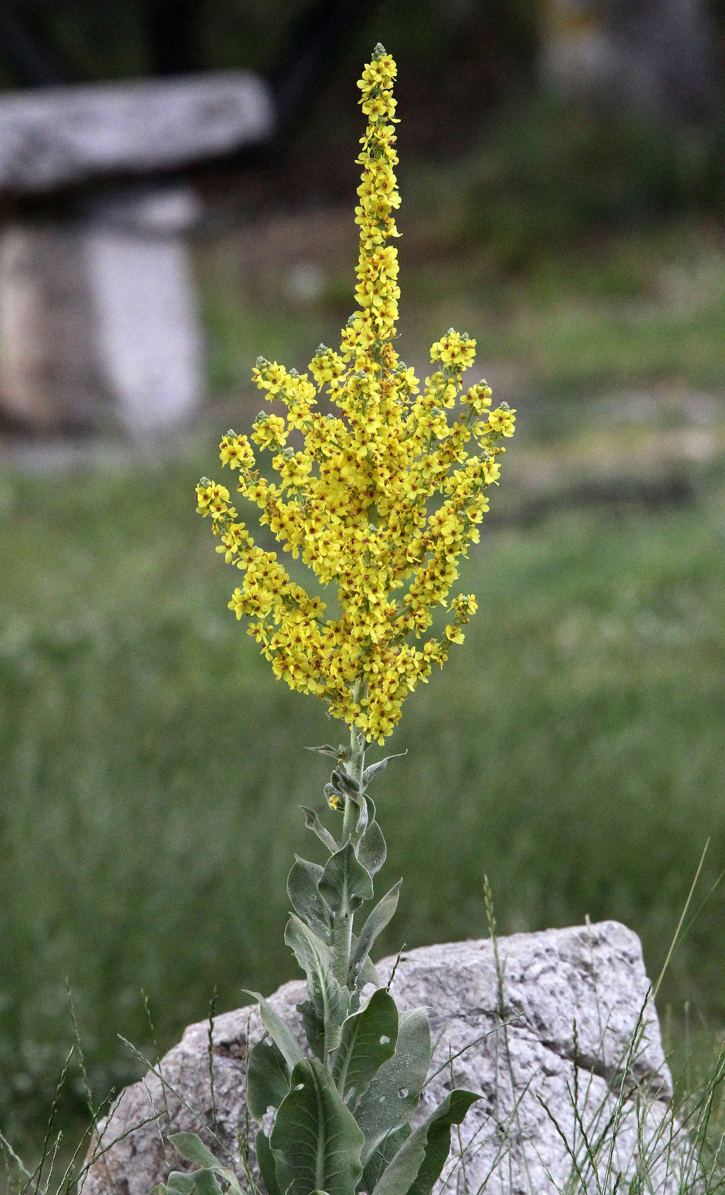 ABRUZZO NATIONAL PARK ITALY (137).JPG