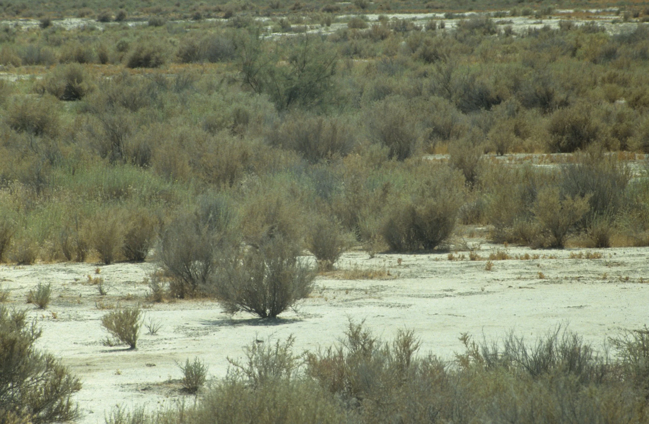 CALIFORNIA - ALKALI SINK PLANT COMMUNITY - SAN JOAQUIN VALLEY.jpg